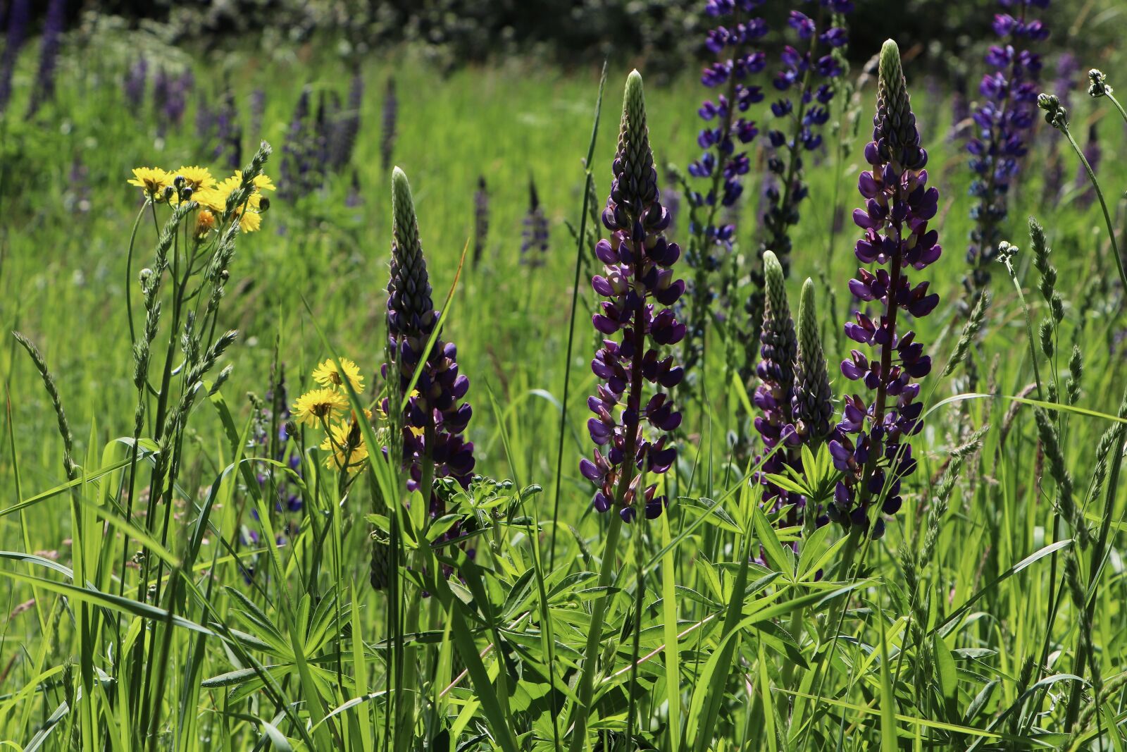 Canon EOS 77D (EOS 9000D / EOS 770D) sample photo. Lupins, meadow, wild flowers photography