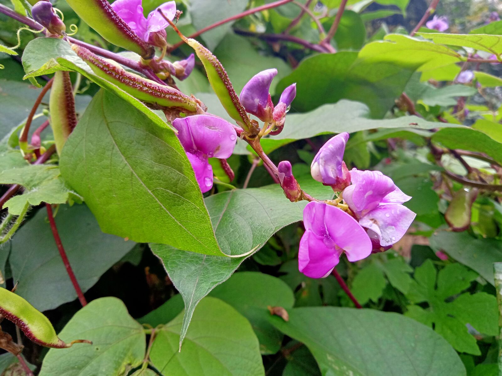 Realme C2 sample photo. Nature, flower, garden photography