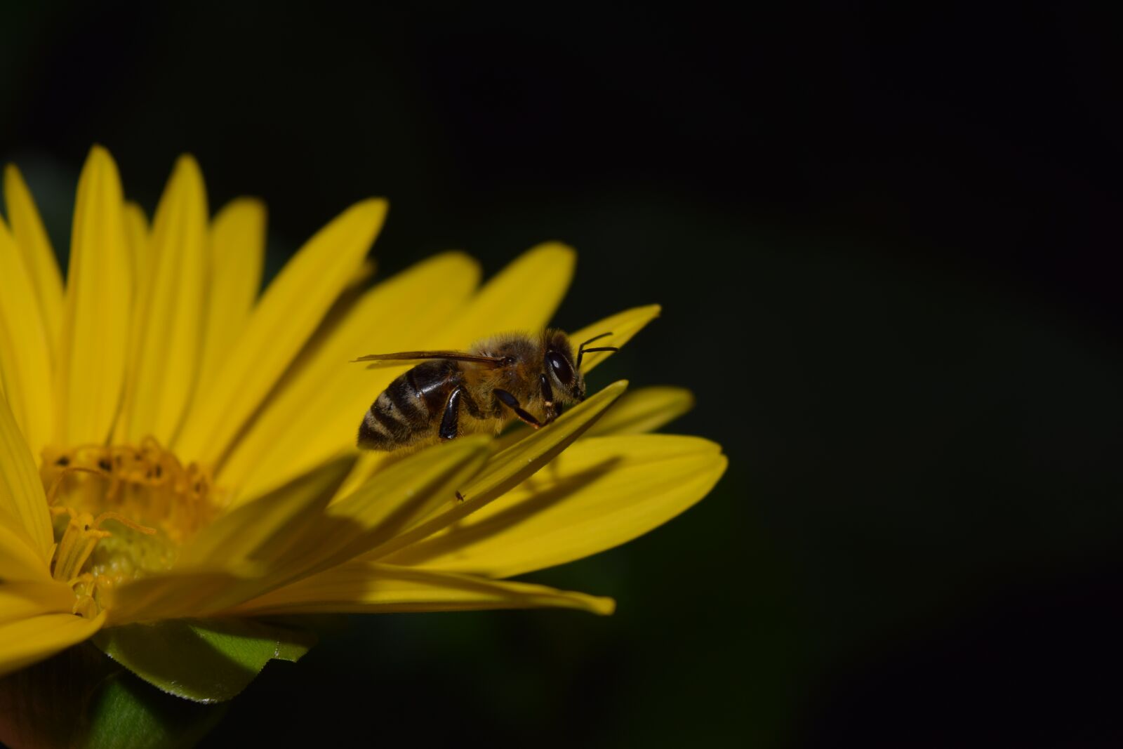 Nikon D3300 sample photo. Sunflower, bee, night photograph photography