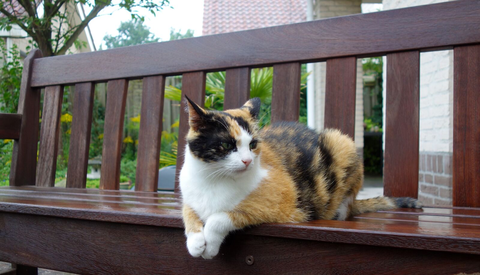 Sony Cyber-shot DSC-RX100 sample photo. Cat, pet, cats photography
