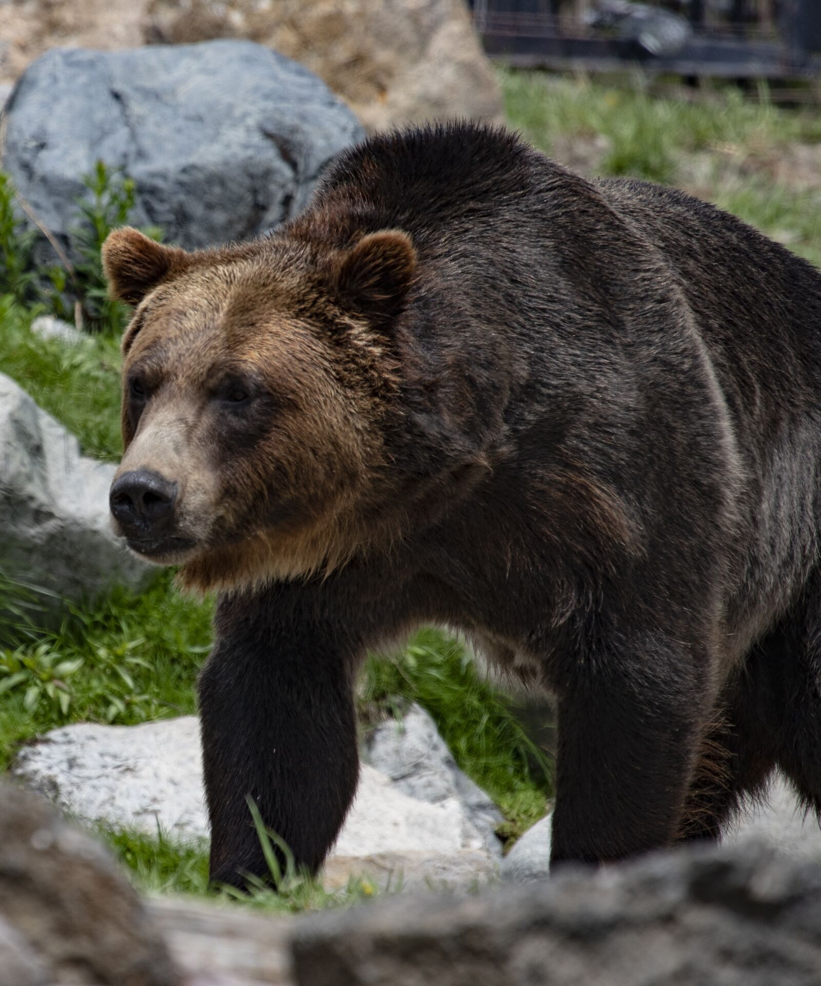 Canon EF 100-400mm F4.5-5.6L IS USM sample photo. Large, bear, outdoors photography
