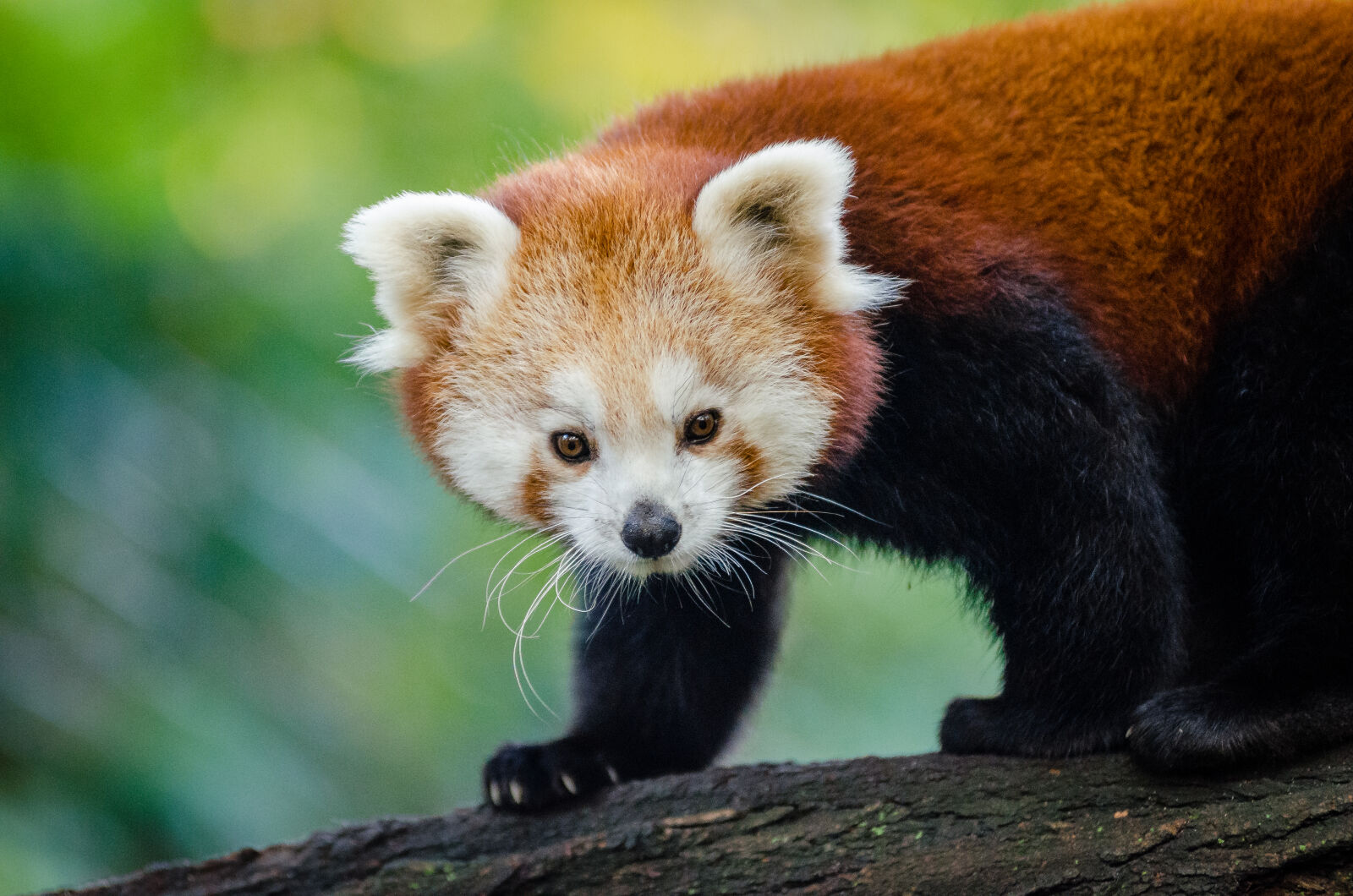 AF Zoom-Nikkor 80-200mm f/2.8 ED sample photo