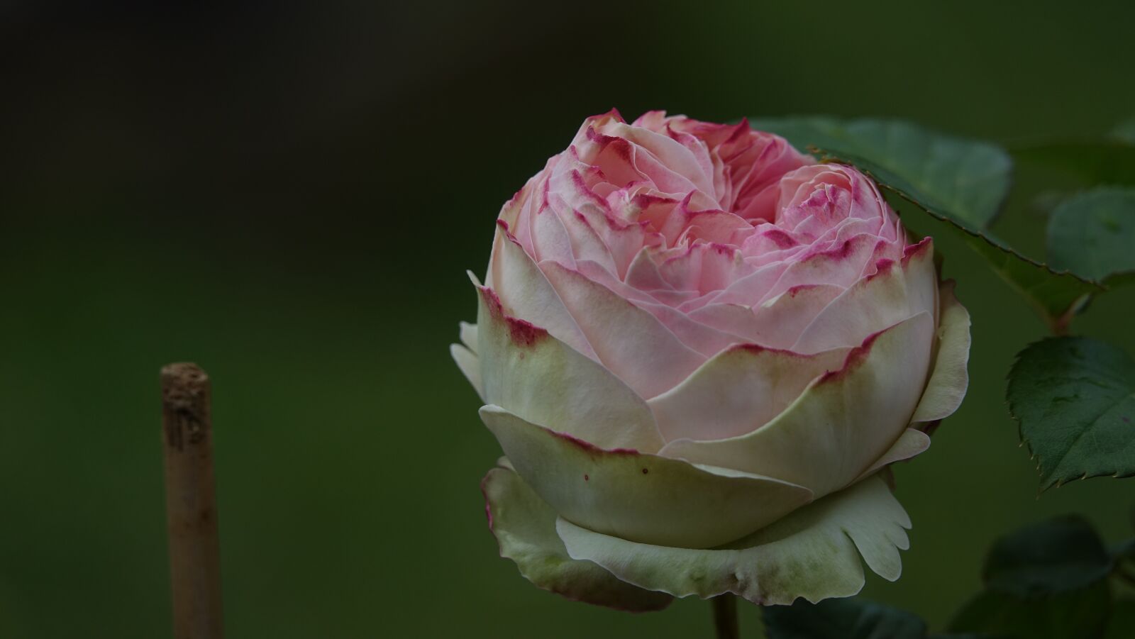 Sony Cyber-shot DSC-RX10 III sample photo. Pink, evening storm, garden photography