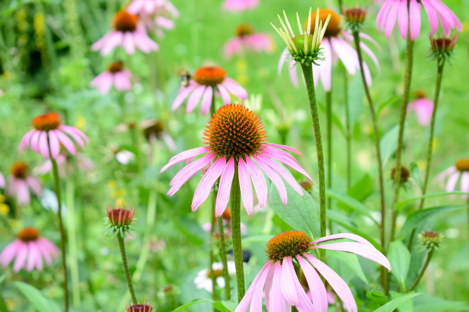 Nikon D3300 sample photo. Echinacea, flower, herbal photography