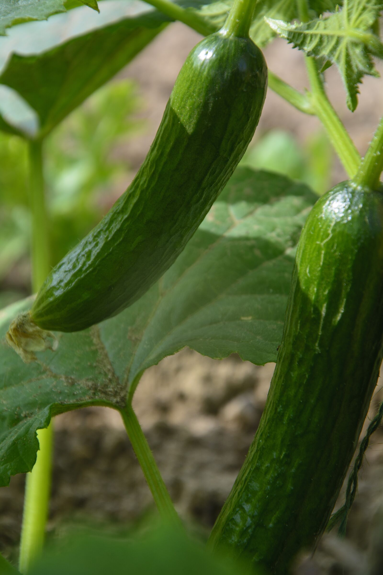 Nikon D7100 sample photo. Cucumber, cucumbers, vegetables photography