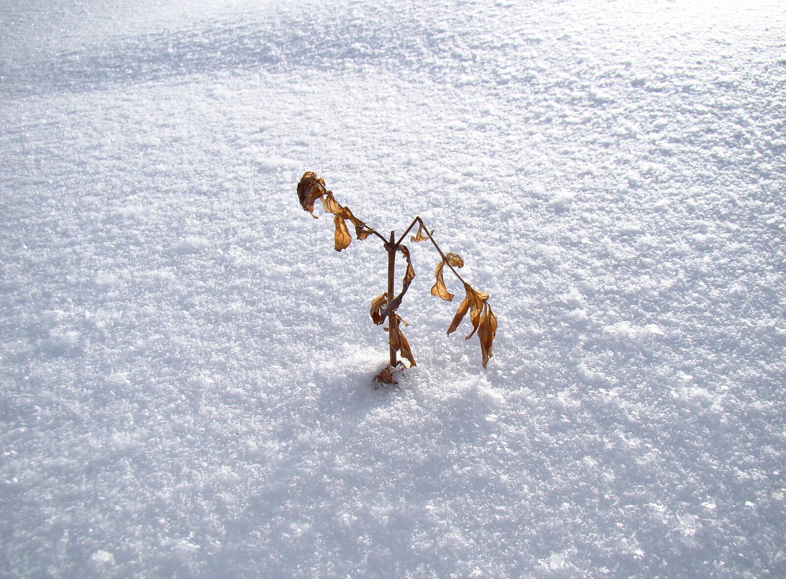 Sony Cyber-shot DSC-H50 sample photo. Snow, winter, bush photography