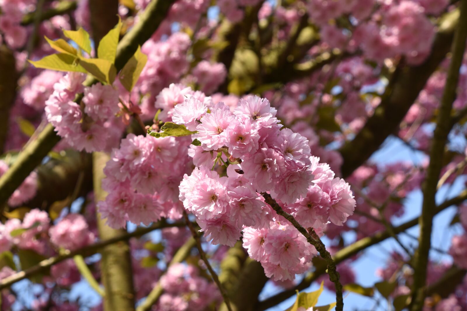 Nikon D5600 sample photo. Flower, tree, cherry photography