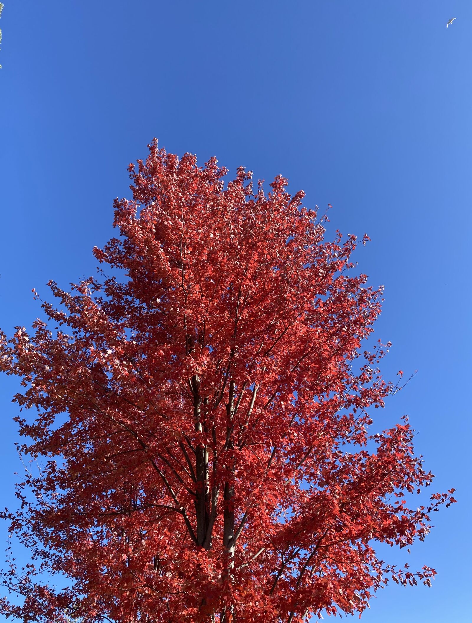 Apple iPhone 11 sample photo. Fall, tree, autumn photography
