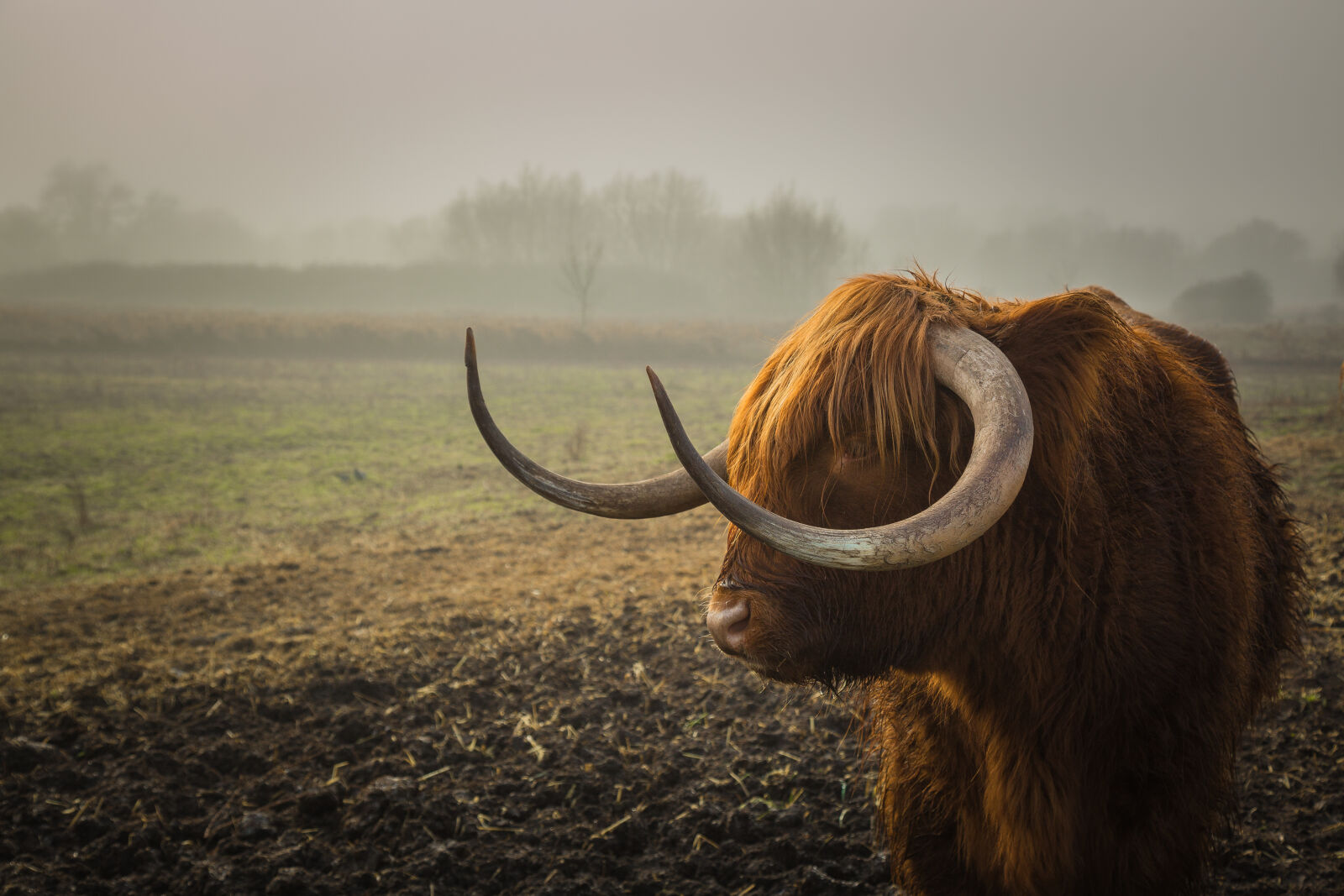 Canon EF 24-105mm F4L IS USM sample photo. Agriculture, animal, bull, cattle photography