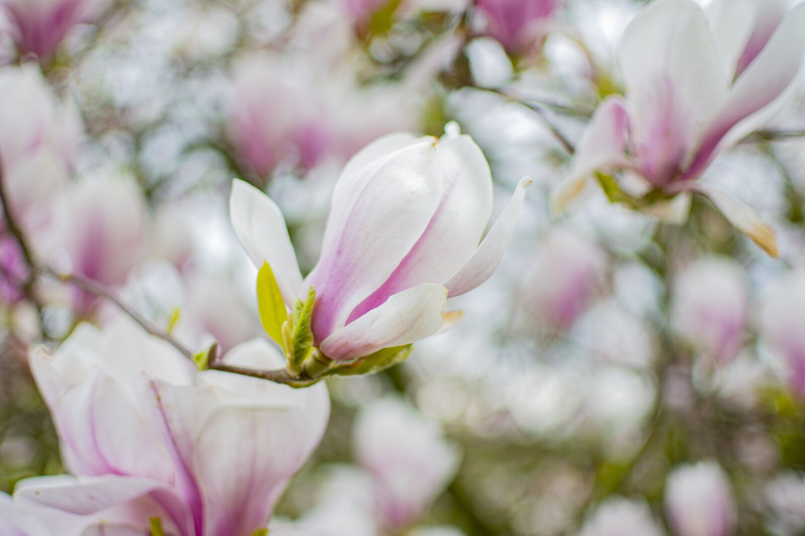 Nikon D5200 sample photo. Magnolia, tree, spring photography