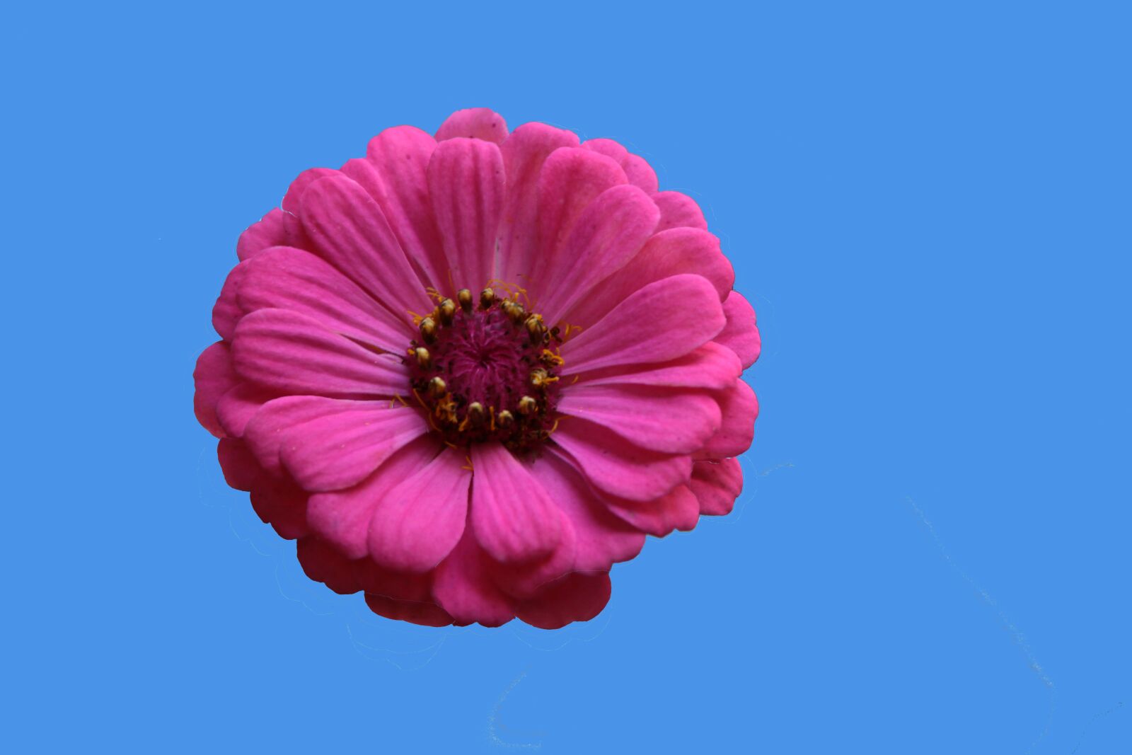 Canon EOS 50D sample photo. Tsiniya, red, beautiful photography