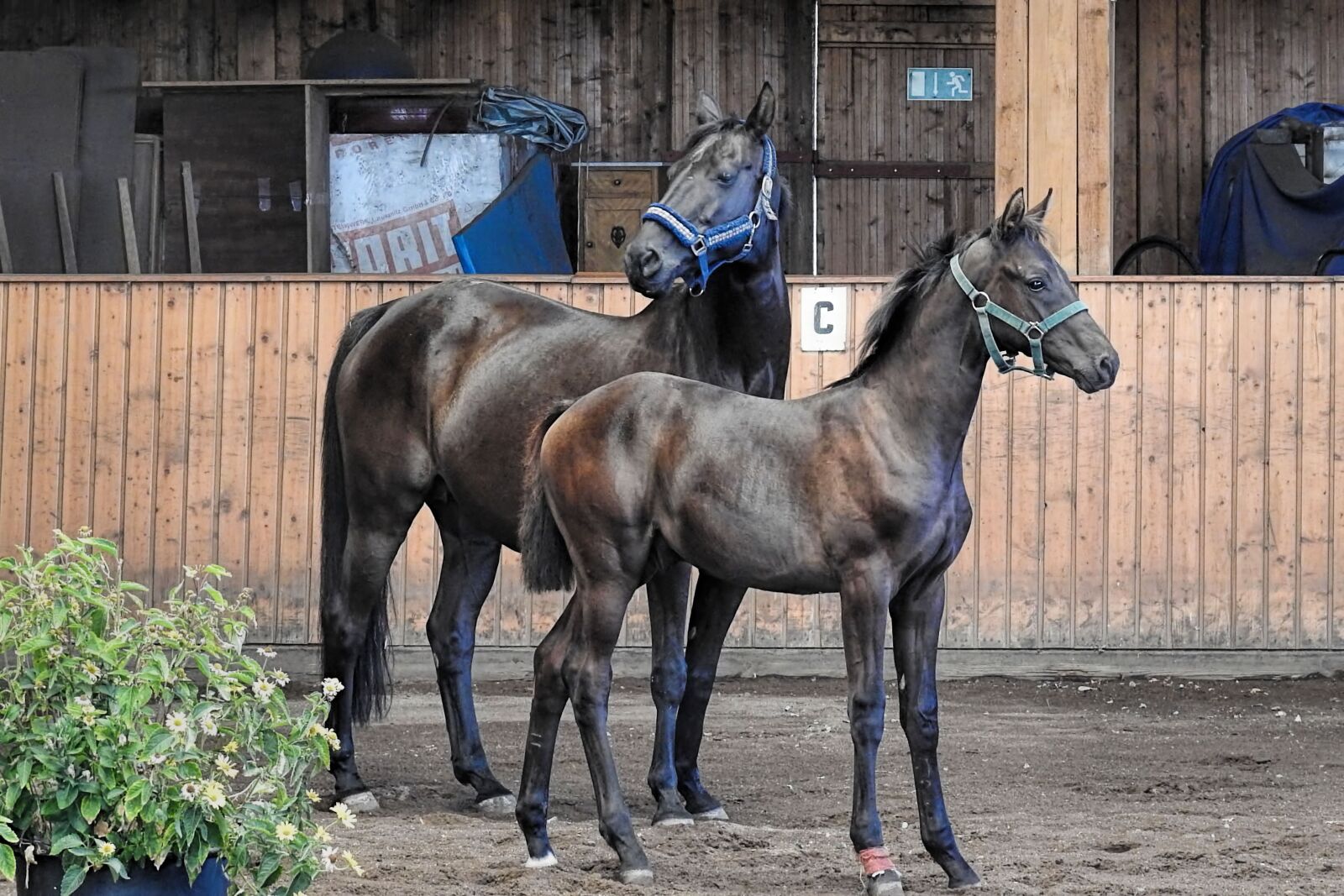 Nikon Coolpix P900 sample photo. Horses, mare, foal photography