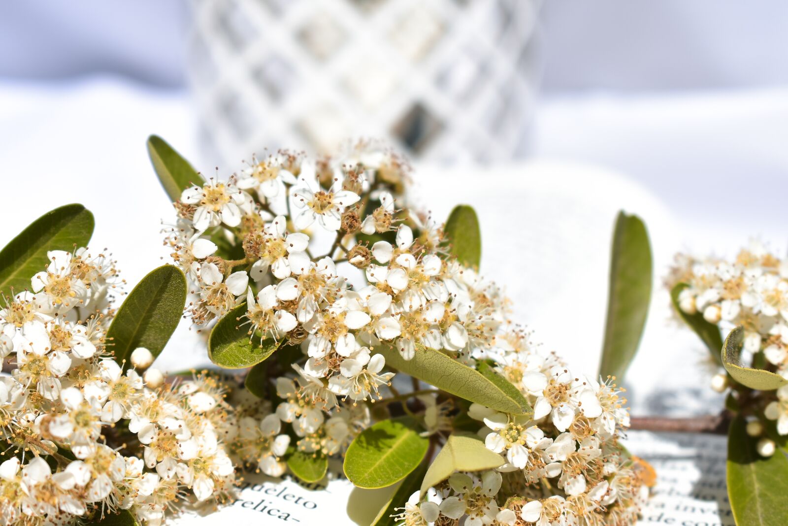 Nikon D3400 sample photo. Flower, white, spring photography