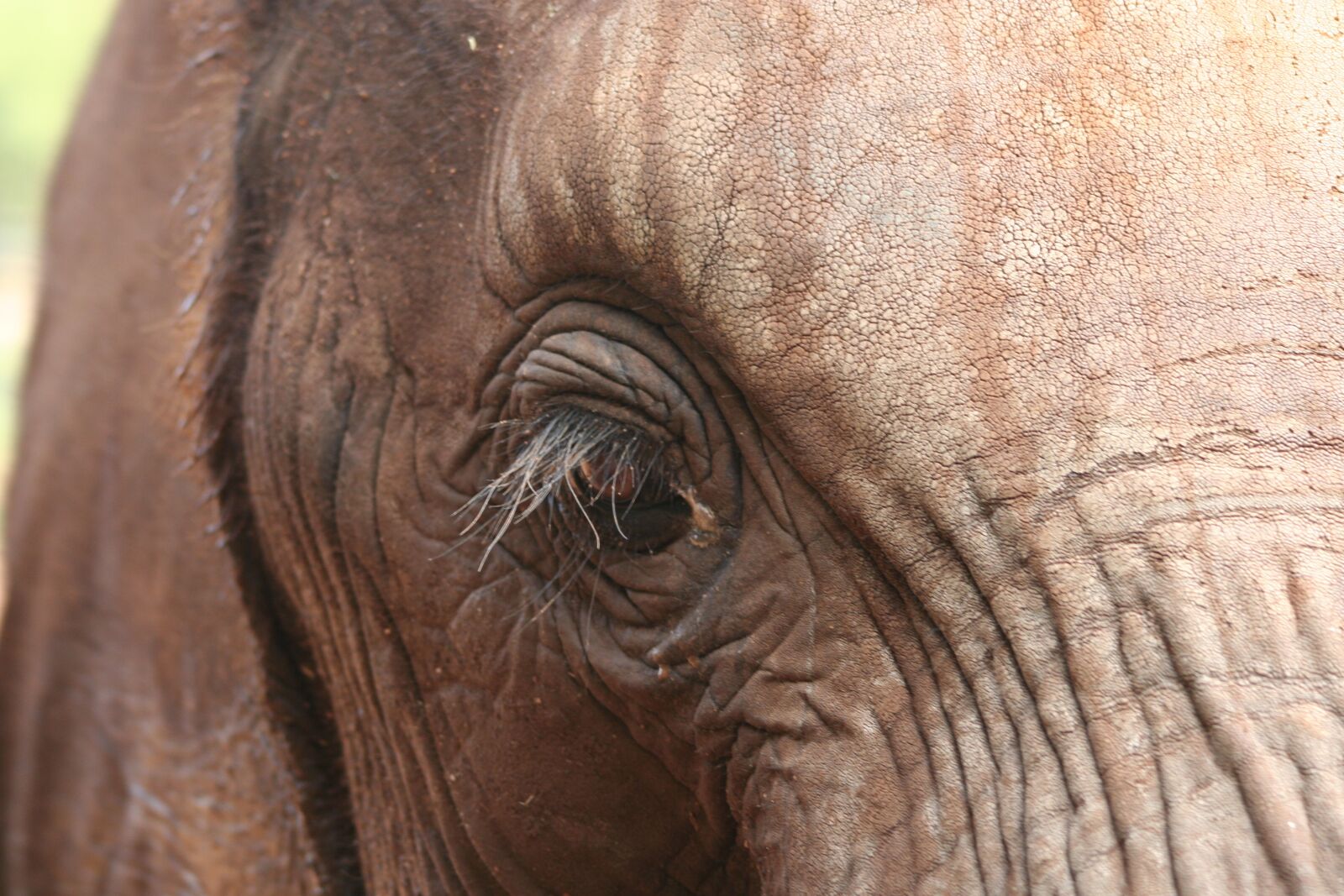 Canon EOS 350D (EOS Digital Rebel XT / EOS Kiss Digital N) sample photo. Elephant, mammal, nature photography