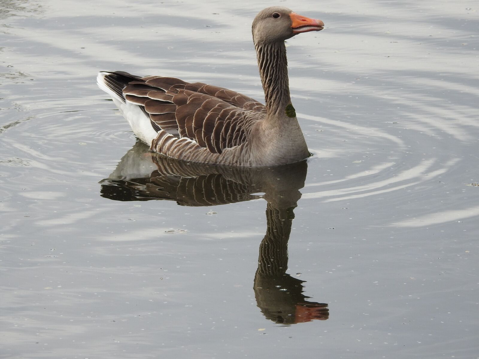Nikon Coolpix P900 sample photo. Wild goose, goose, water photography
