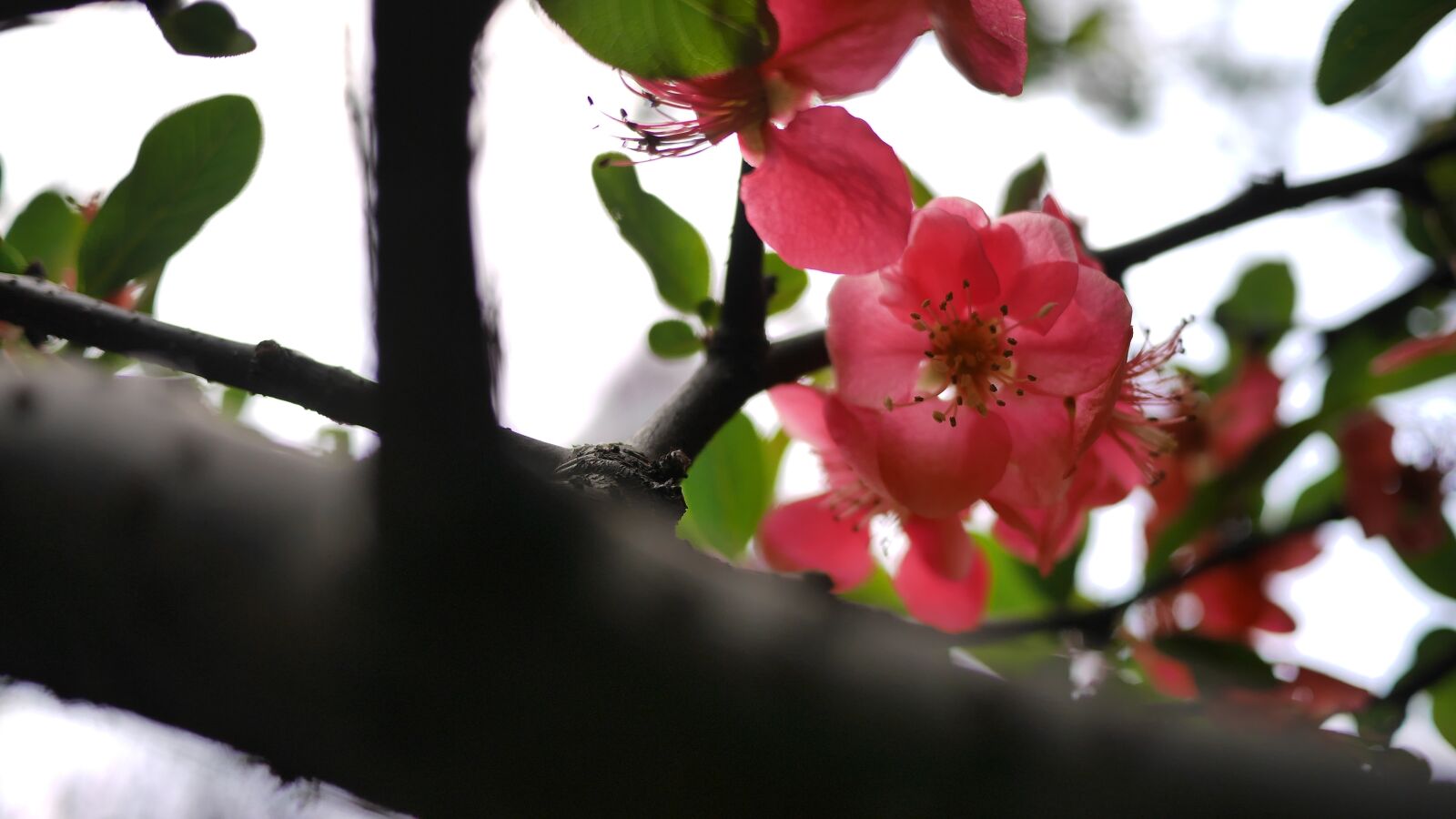 Panasonic Lumix DMC-GM1 sample photo. Spring, flower, open photography