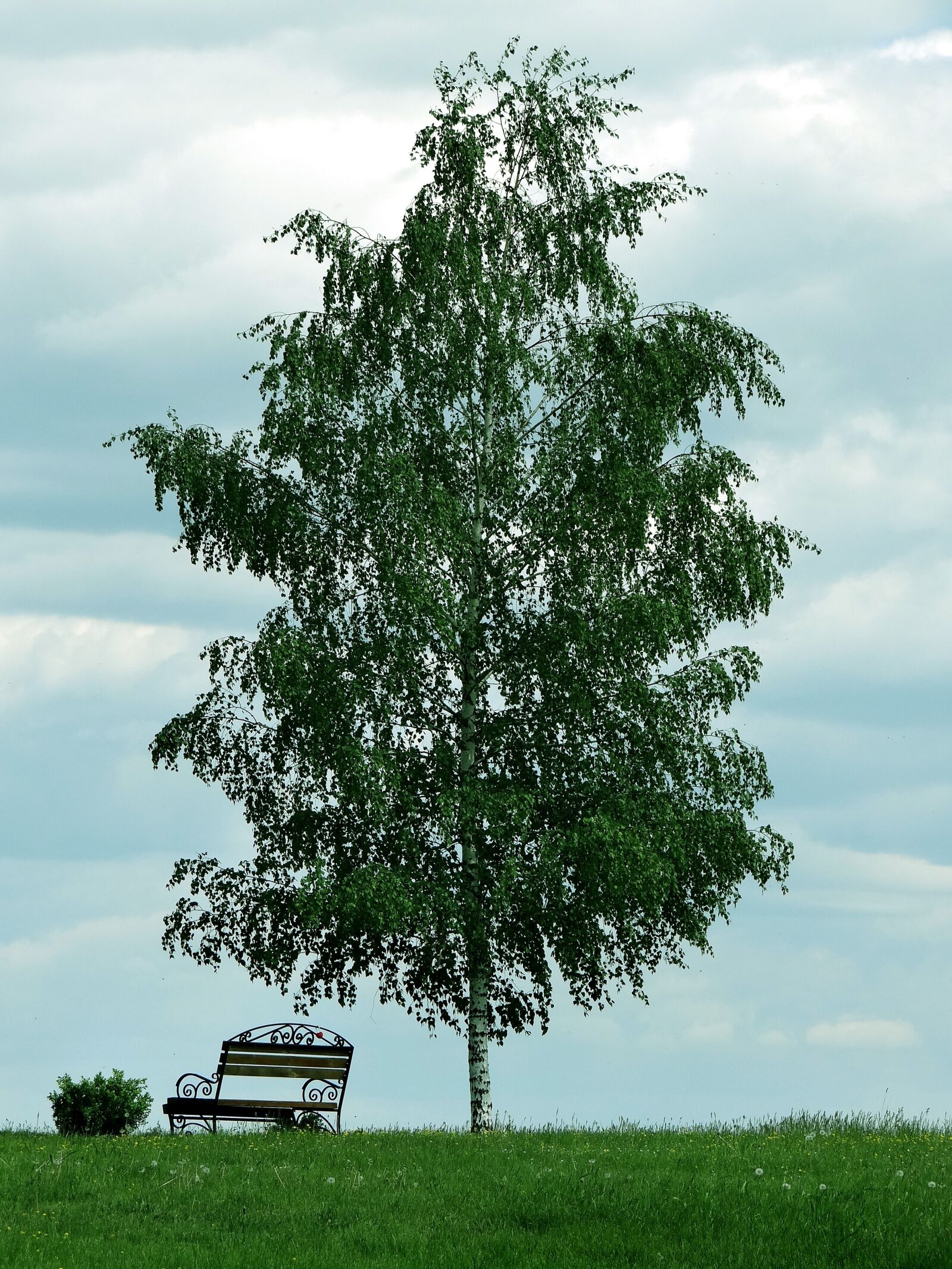 Sony DSC-HX200V sample photo. Tree, birch, bench photography