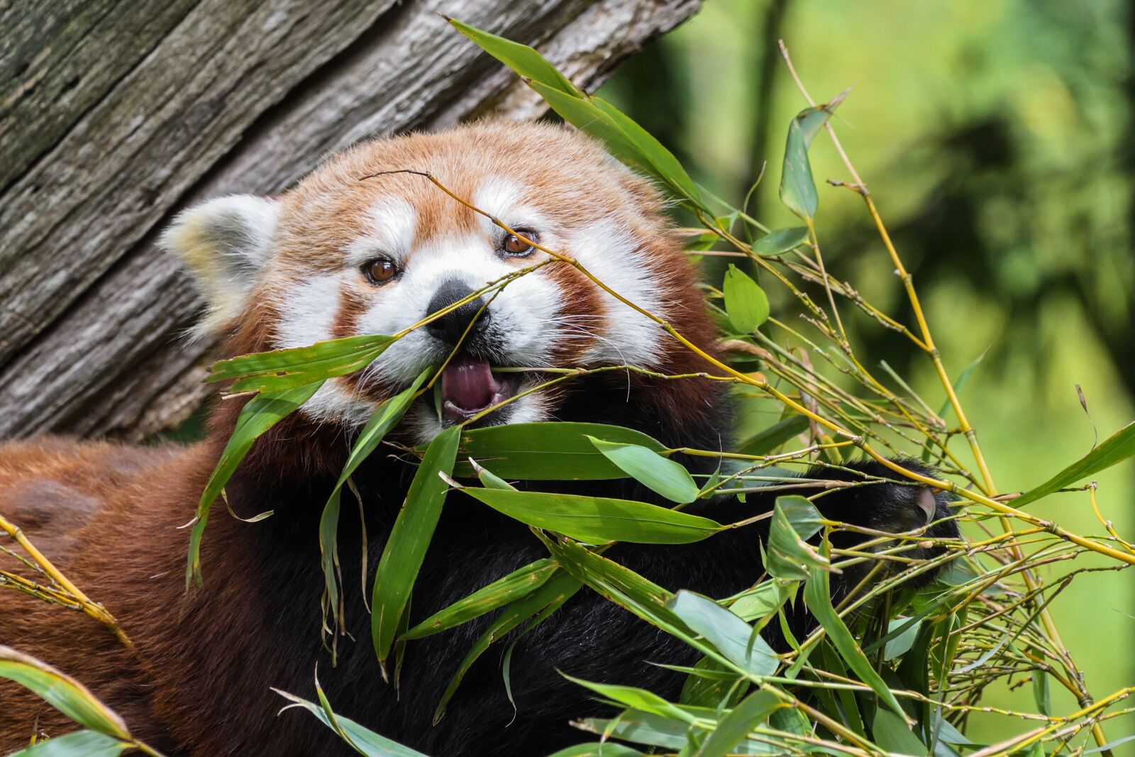 Nikon D500 sample photo. Panda, roux, eat photography