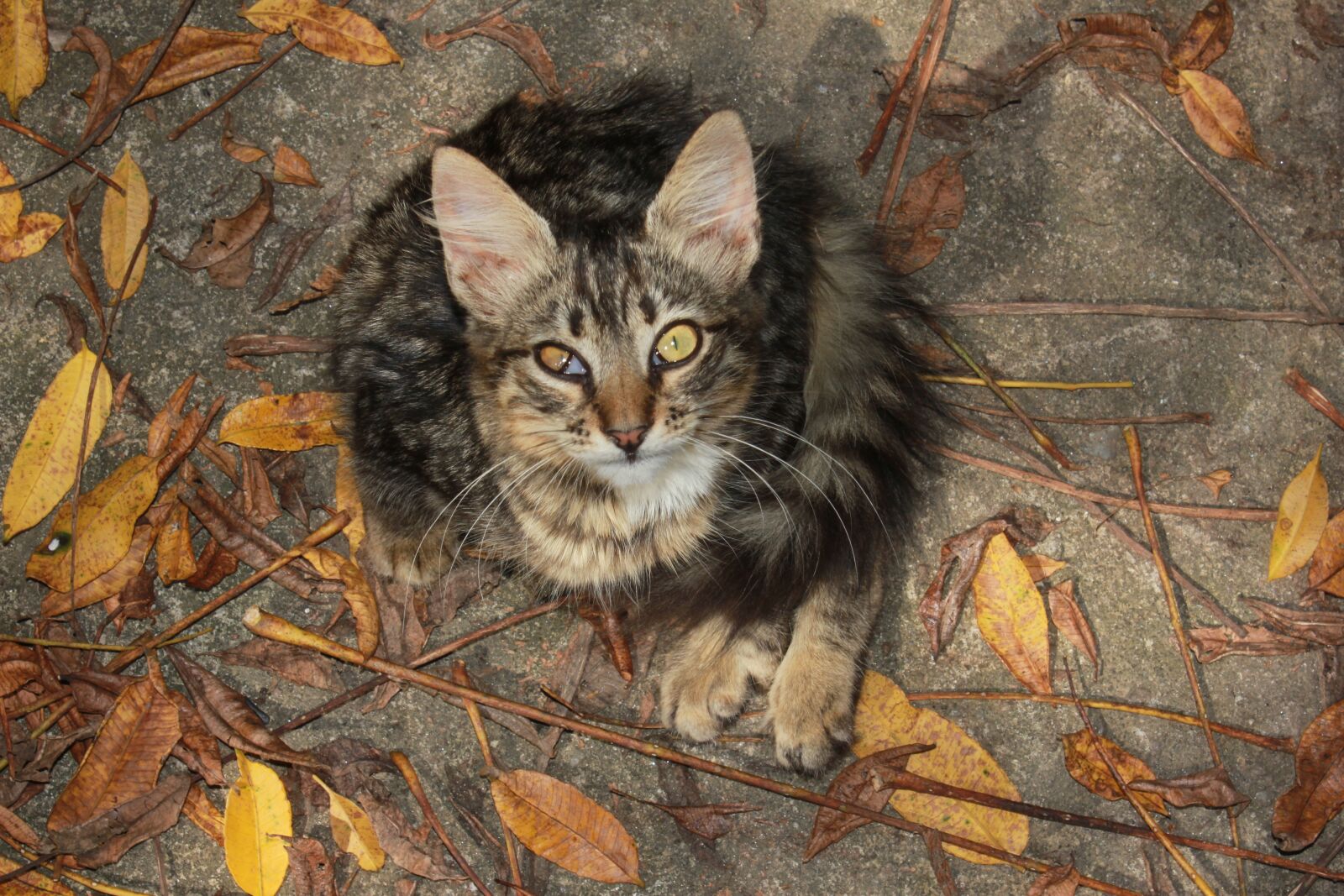 Canon EOS 550D (EOS Rebel T2i / EOS Kiss X4) sample photo. Curious, looks, cat photography