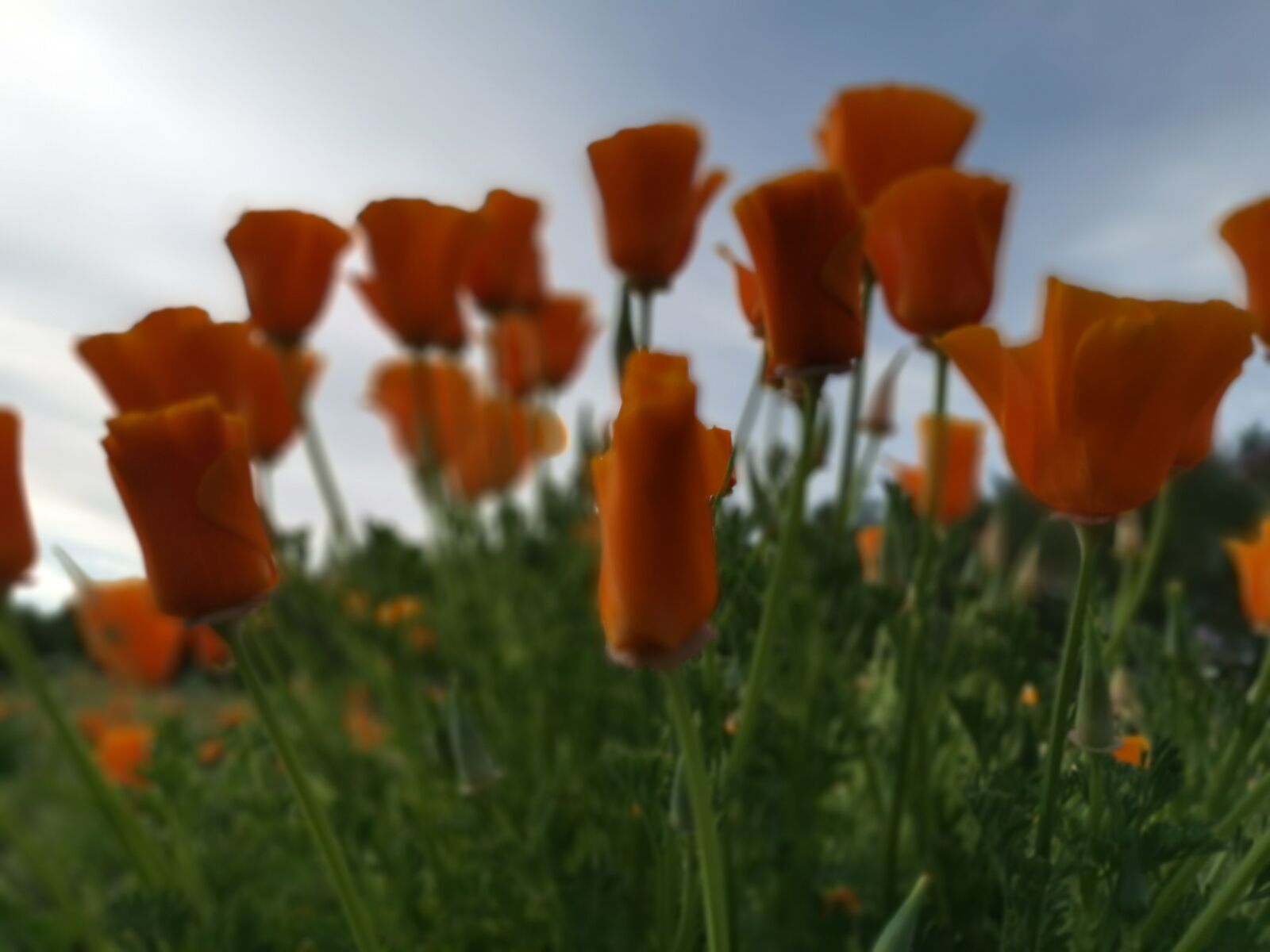 HUAWEI LYA-L29 sample photo. Poppy, spring, flower photography