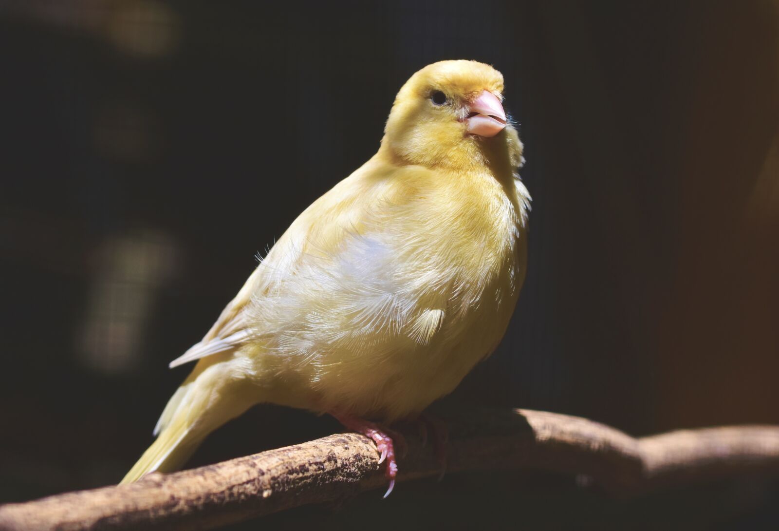 Nikon D7200 sample photo. Canary, songbird, bird photography