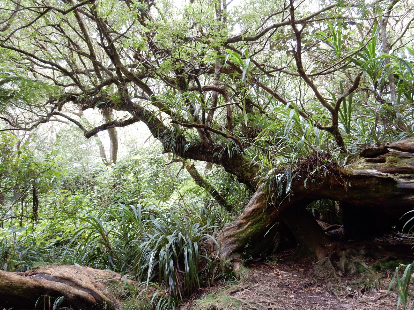 Nikon Coolpix S9900 sample photo. Primary forest, hiking, reunion photography