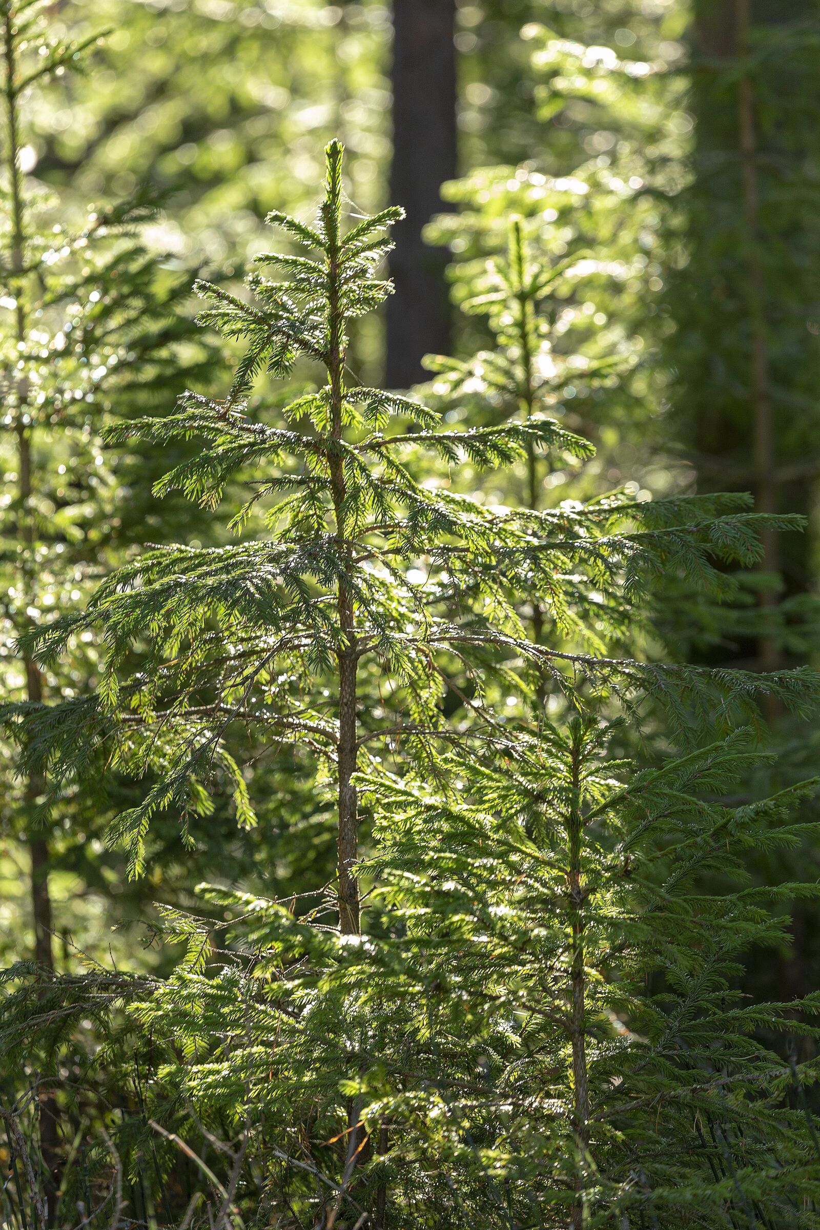 Canon EOS 6D + Canon EF 70-200mm F4L USM sample photo. Journey, trip, russia photography