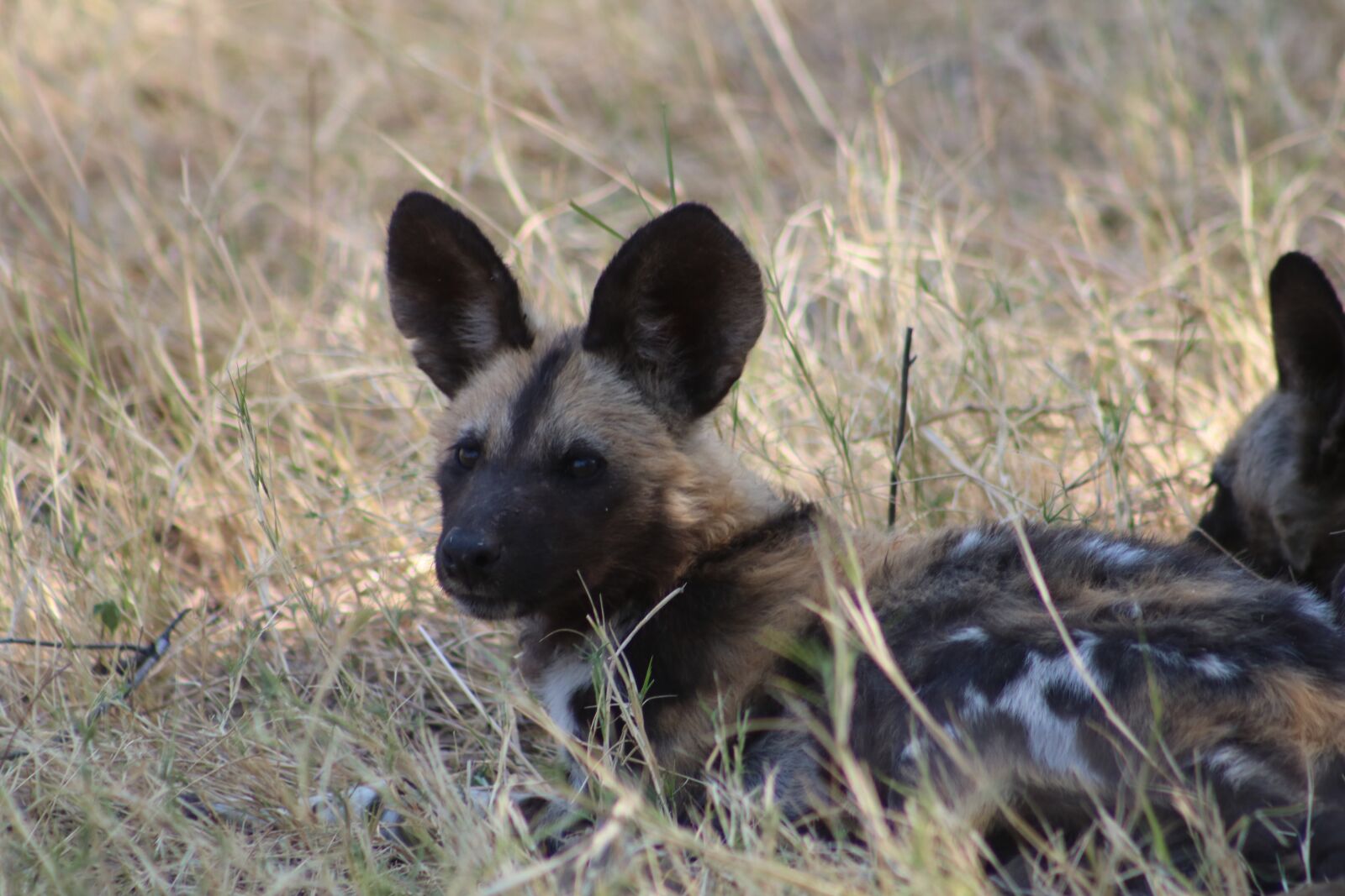 Canon EOS 750D (EOS Rebel T6i / EOS Kiss X8i) + Canon EF 75-300mm f/4-5.6 USM sample photo. Wild dog, south africa photography