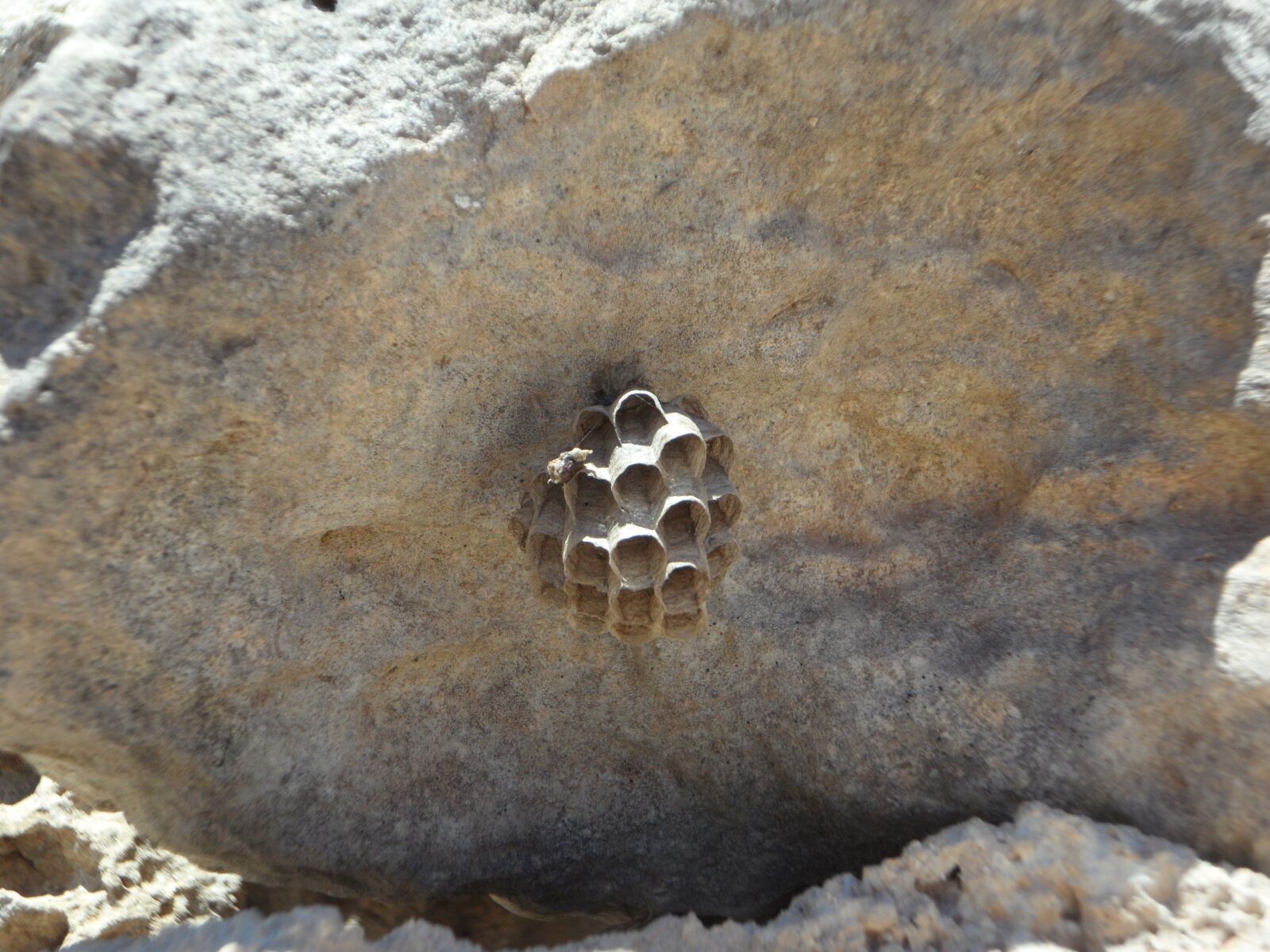 Samsung VLUU WB210, SAMSUNG WB210 sample photo. The hive, stick, nest photography