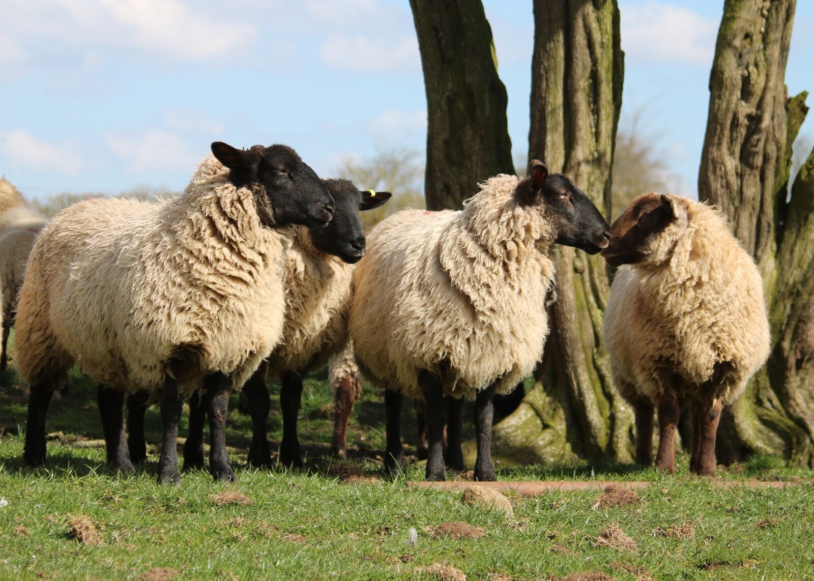 Canon EOS 750D (EOS Rebel T6i / EOS Kiss X8i) + Canon EF 28-135mm F3.5-5.6 IS USM sample photo. Sheep, lamb, field photography