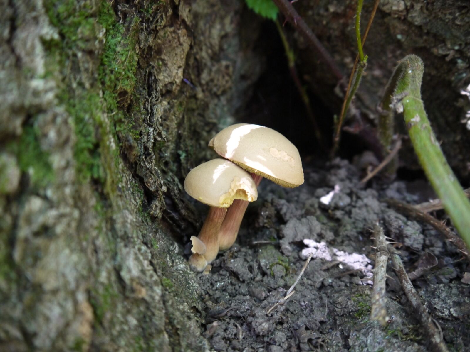 Panasonic Lumix DMC-GF3 sample photo. Fungus, mushroom, nature photography