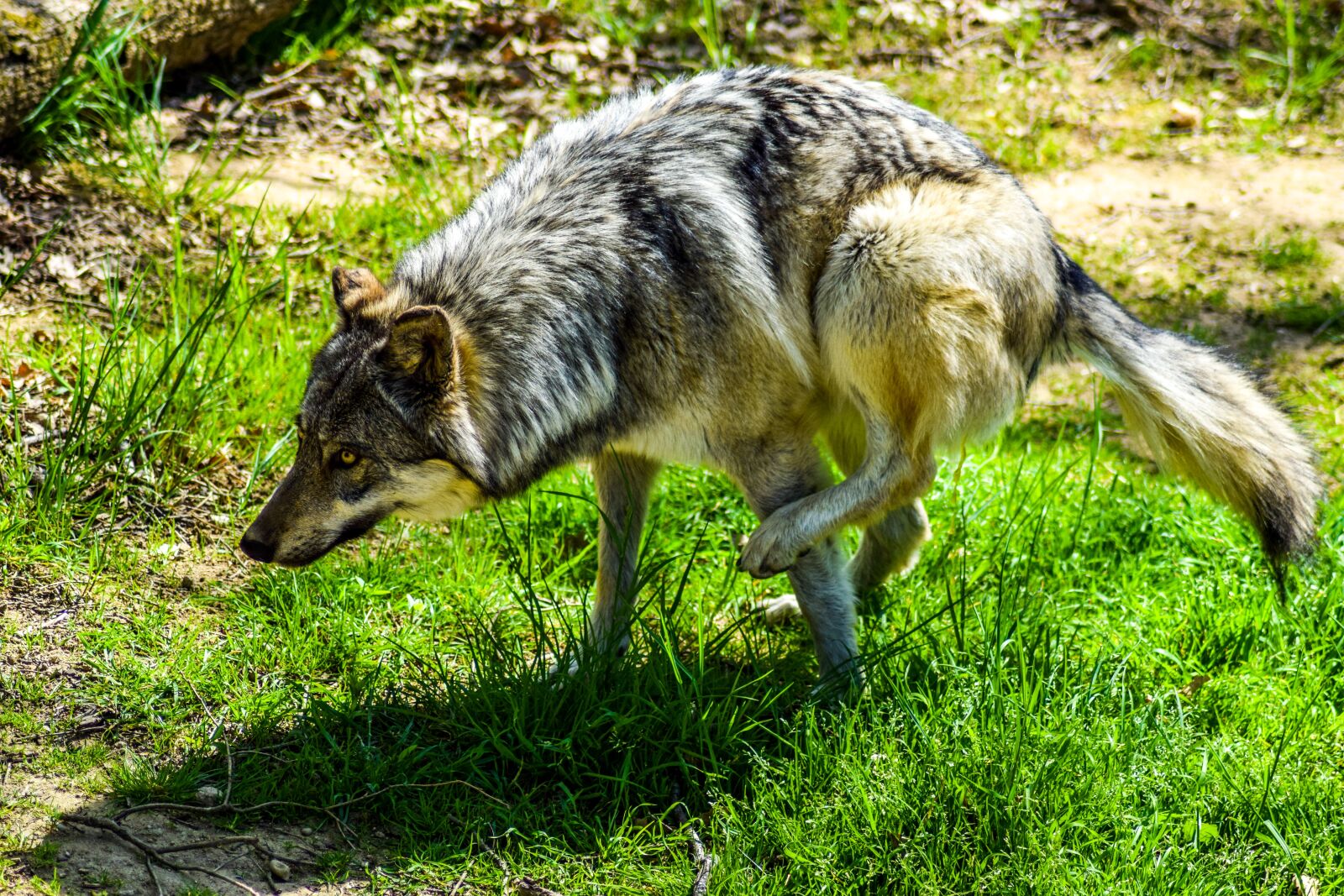 Nikon D5300 sample photo. Zoo, paugres, ardeche photography