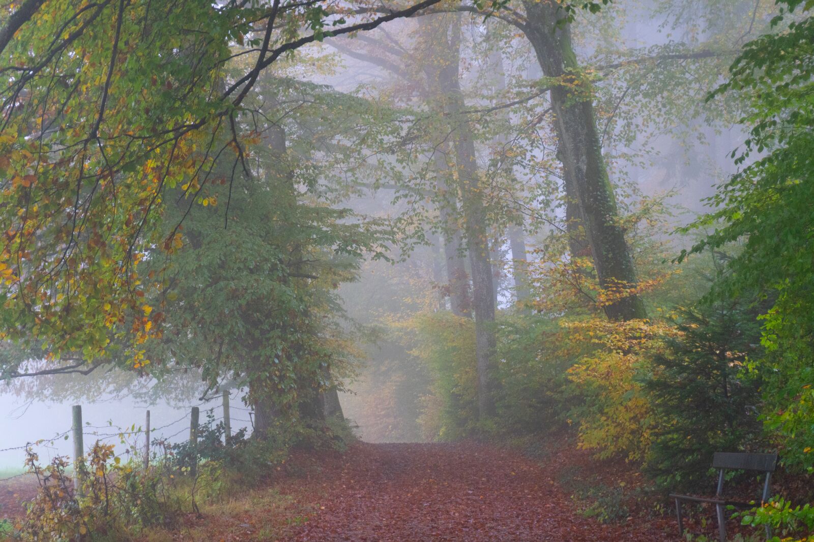 Sony a6500 sample photo. Trees, fog, autumn photography