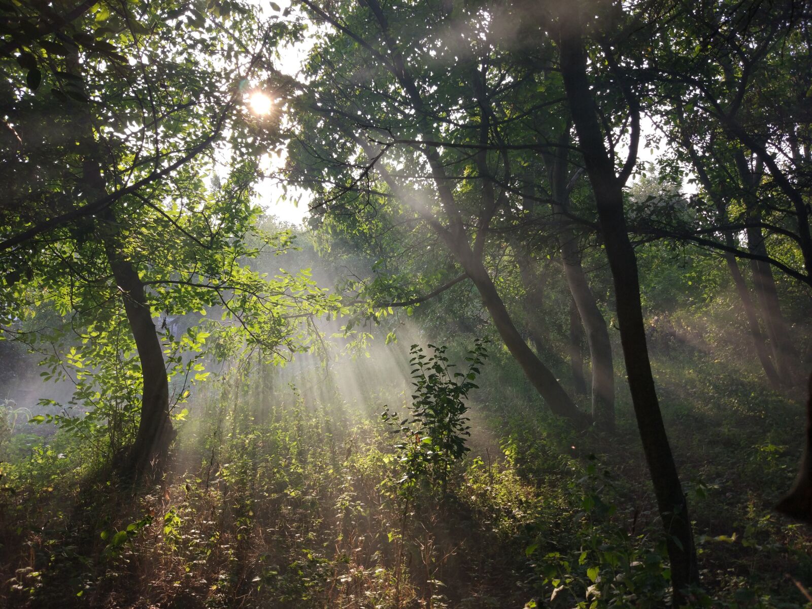 Xiaomi MI 5 sample photo. Forest, smoke, nature photography