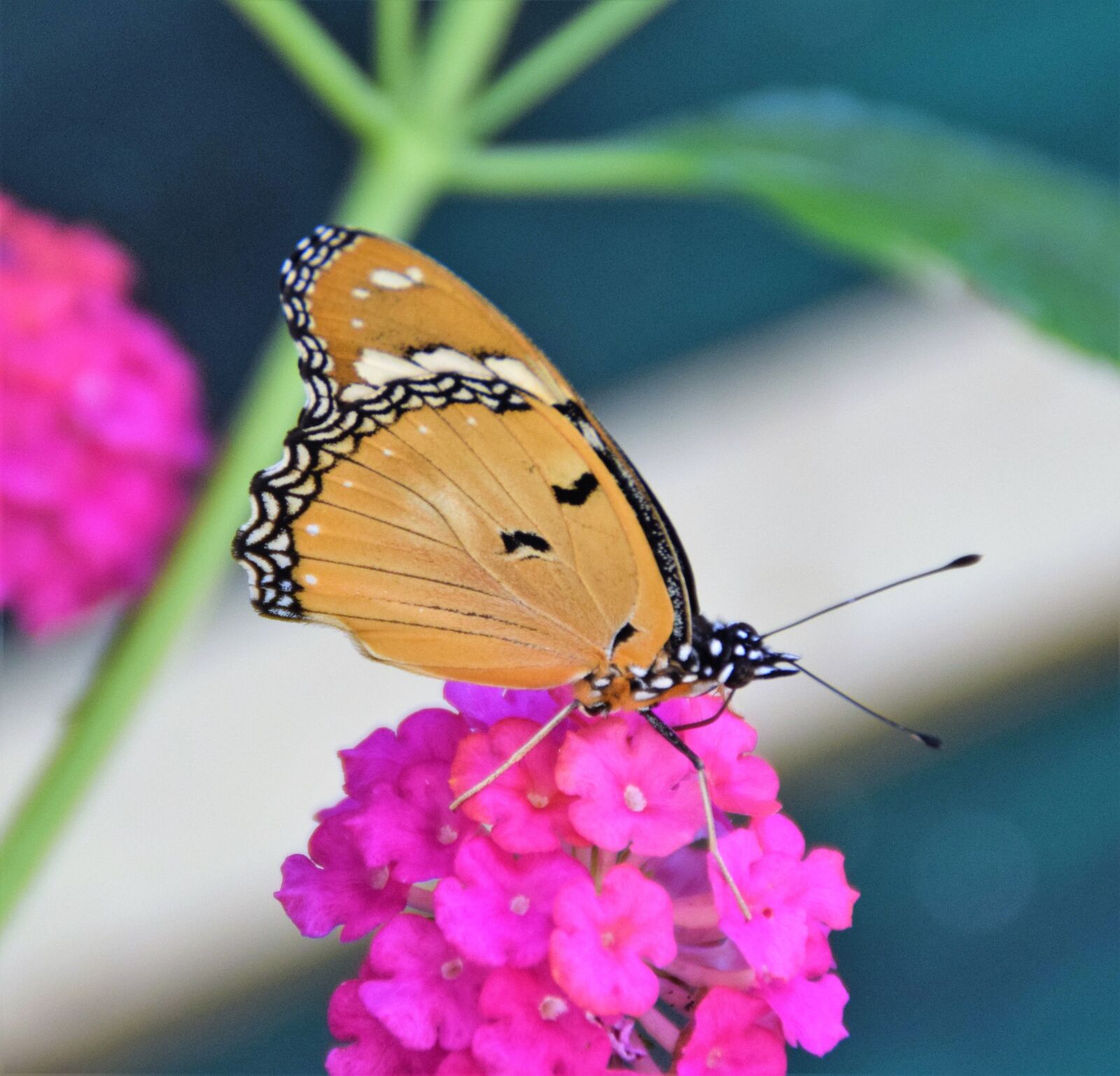 Nikon D5300 sample photo. Butterfly, insect photography