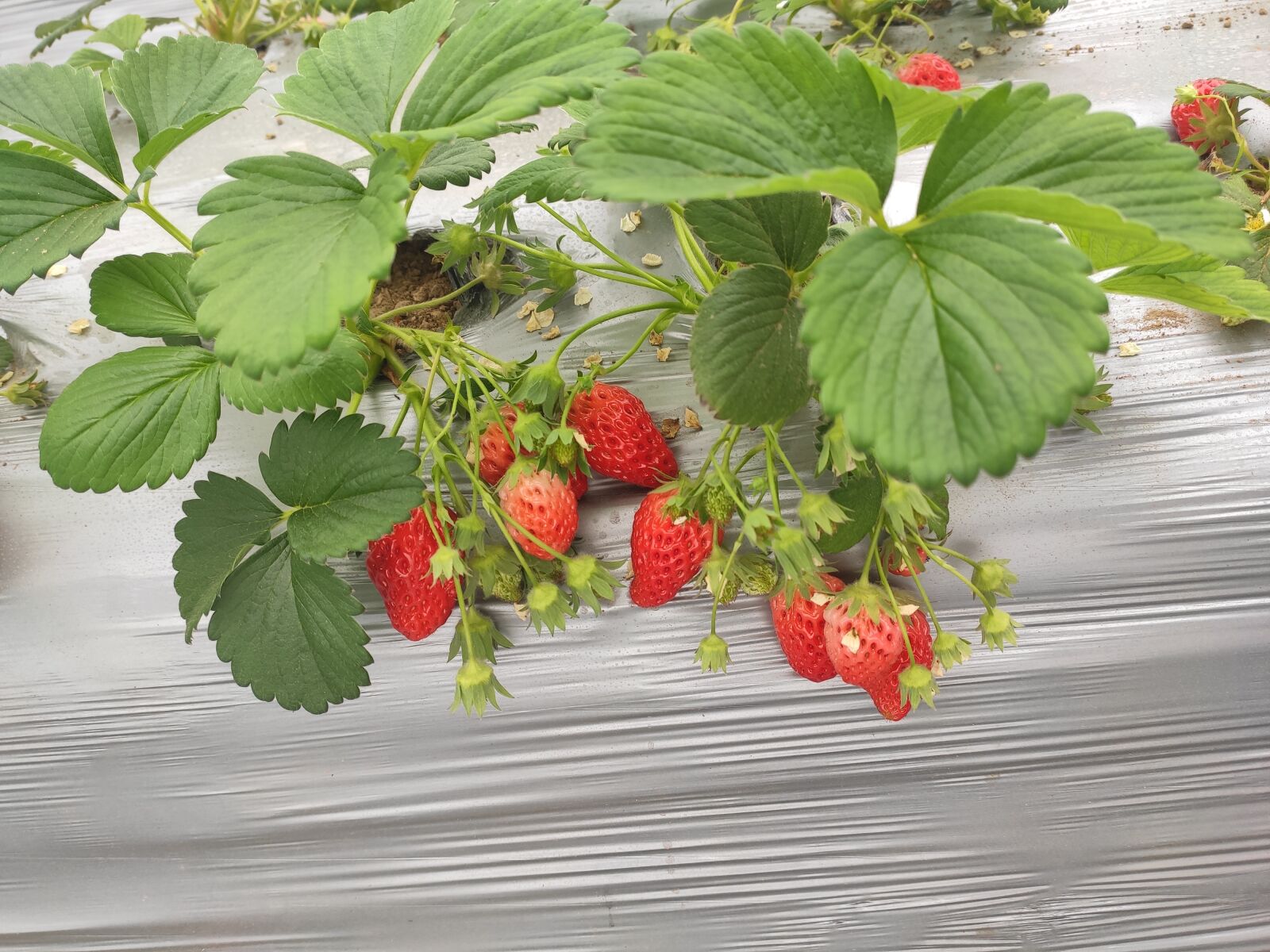 Xiaomi Mi 9 SE sample photo. Strawberry, strawberry greenhouse, strawberry photography