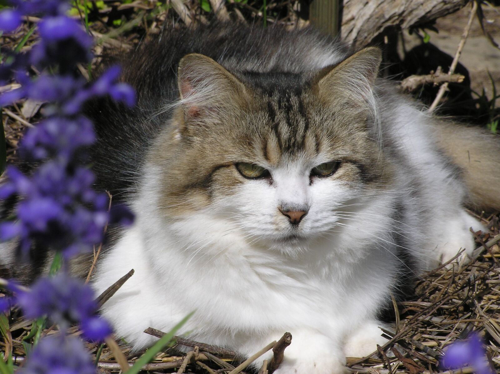 Olympus C750UZ sample photo. Cat, fluffy, cute photography
