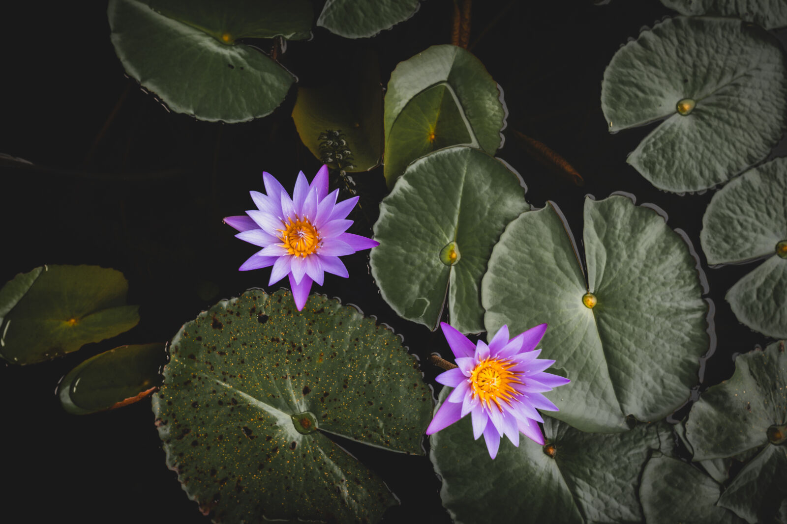Canon EOS RP sample photo. Lotus pair - marina photography