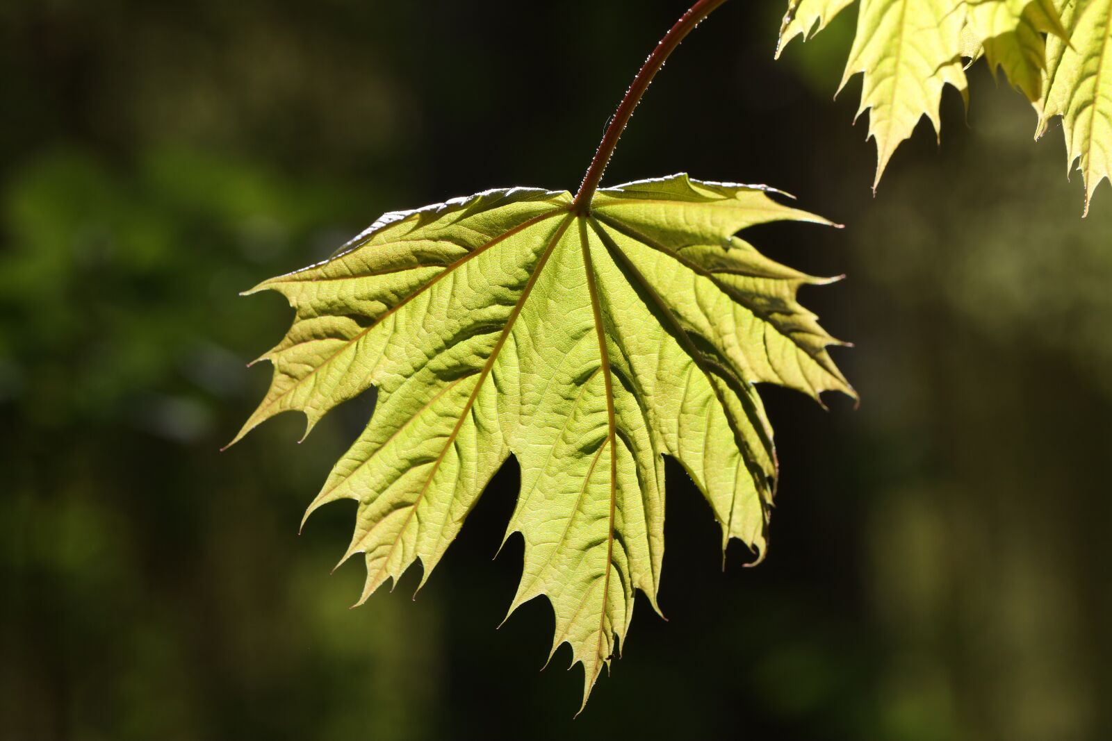 Canon EF 100mm F2.8L Macro IS USM sample photo. Light, leaf, maple photography