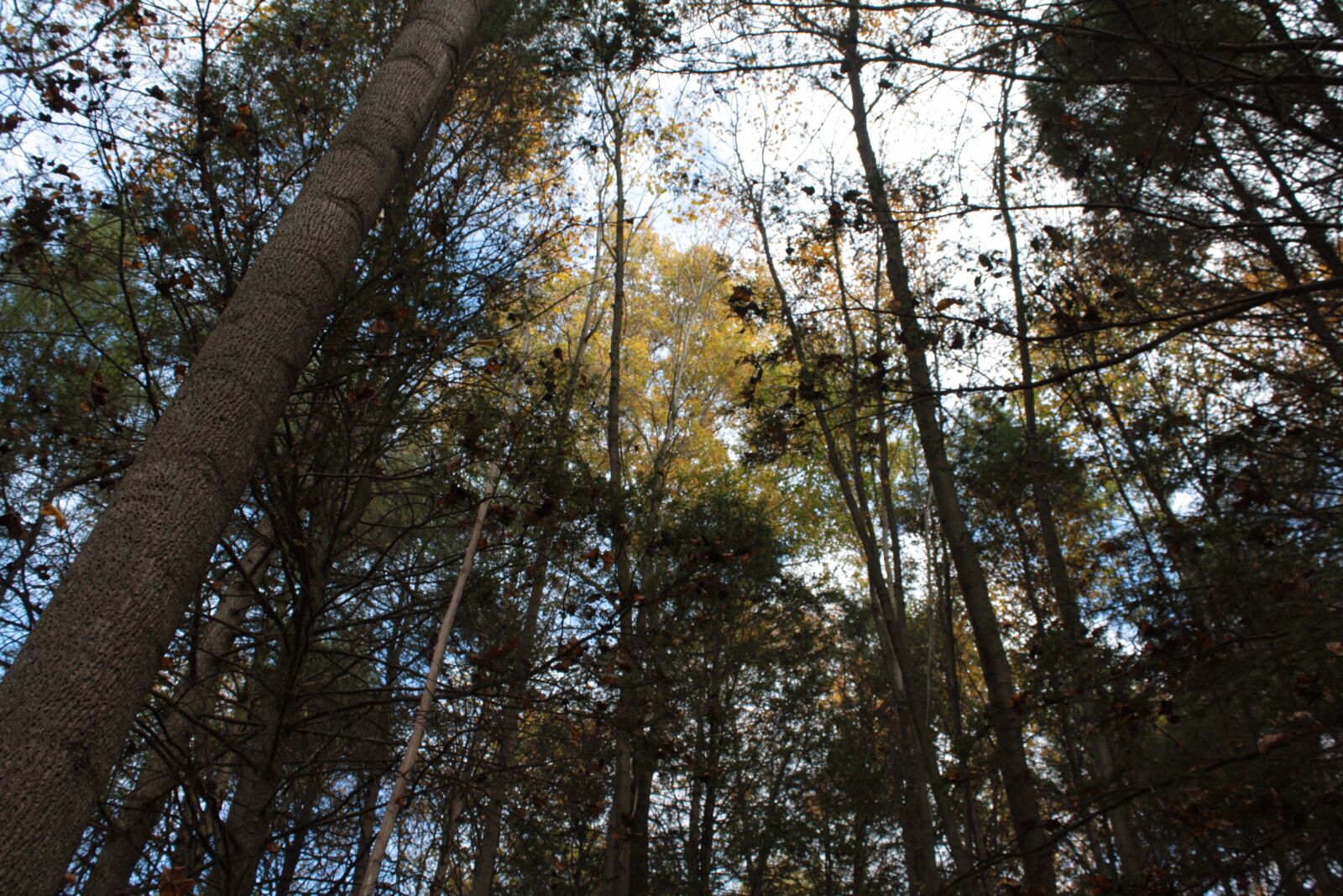 Canon EOS 1000D (EOS Digital Rebel XS / EOS Kiss F) sample photo. Autumn, foliage, trees photography