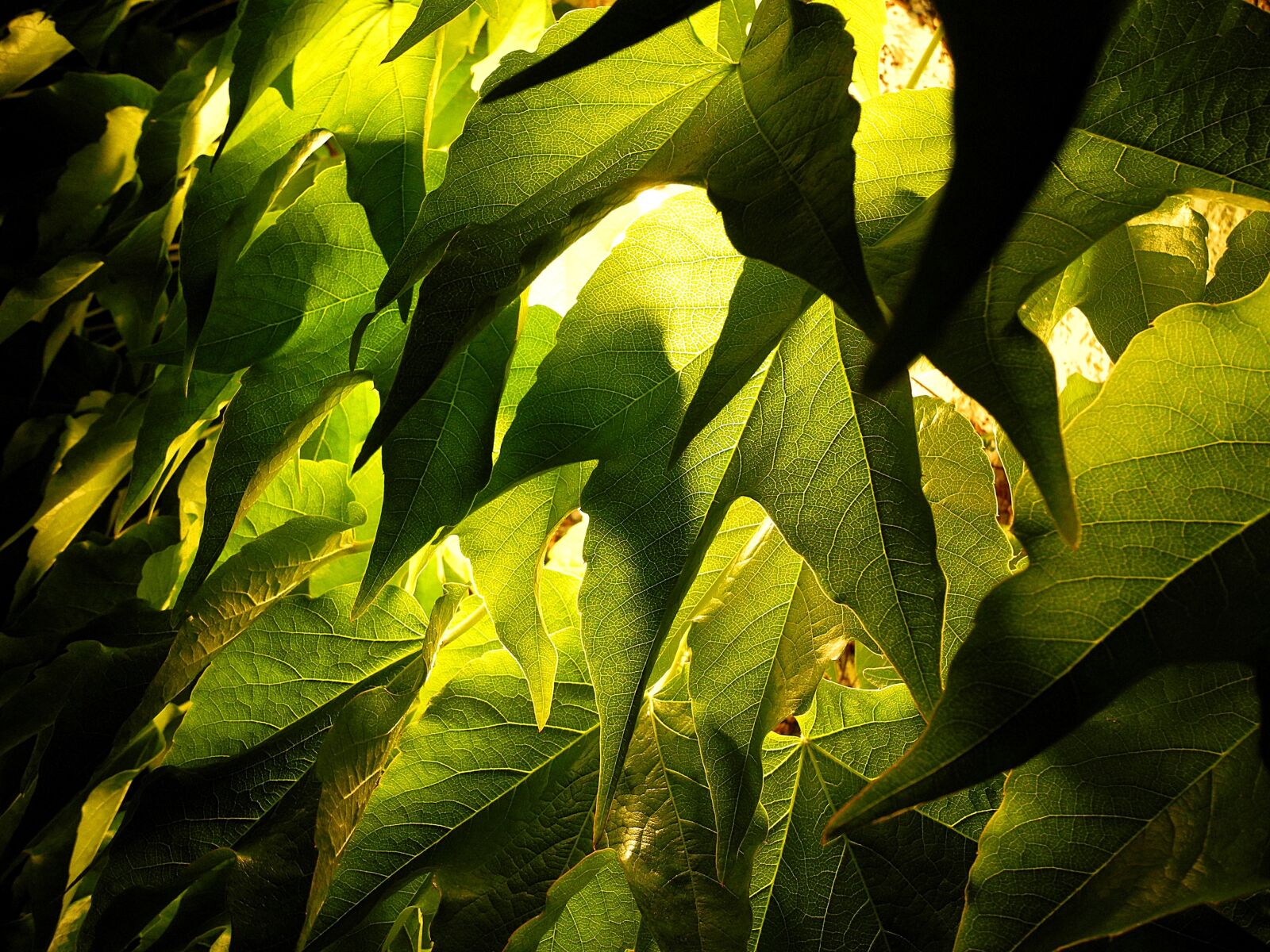 Nikon Coolpix P7000 sample photo. Foliage, grape leaves, grape photography