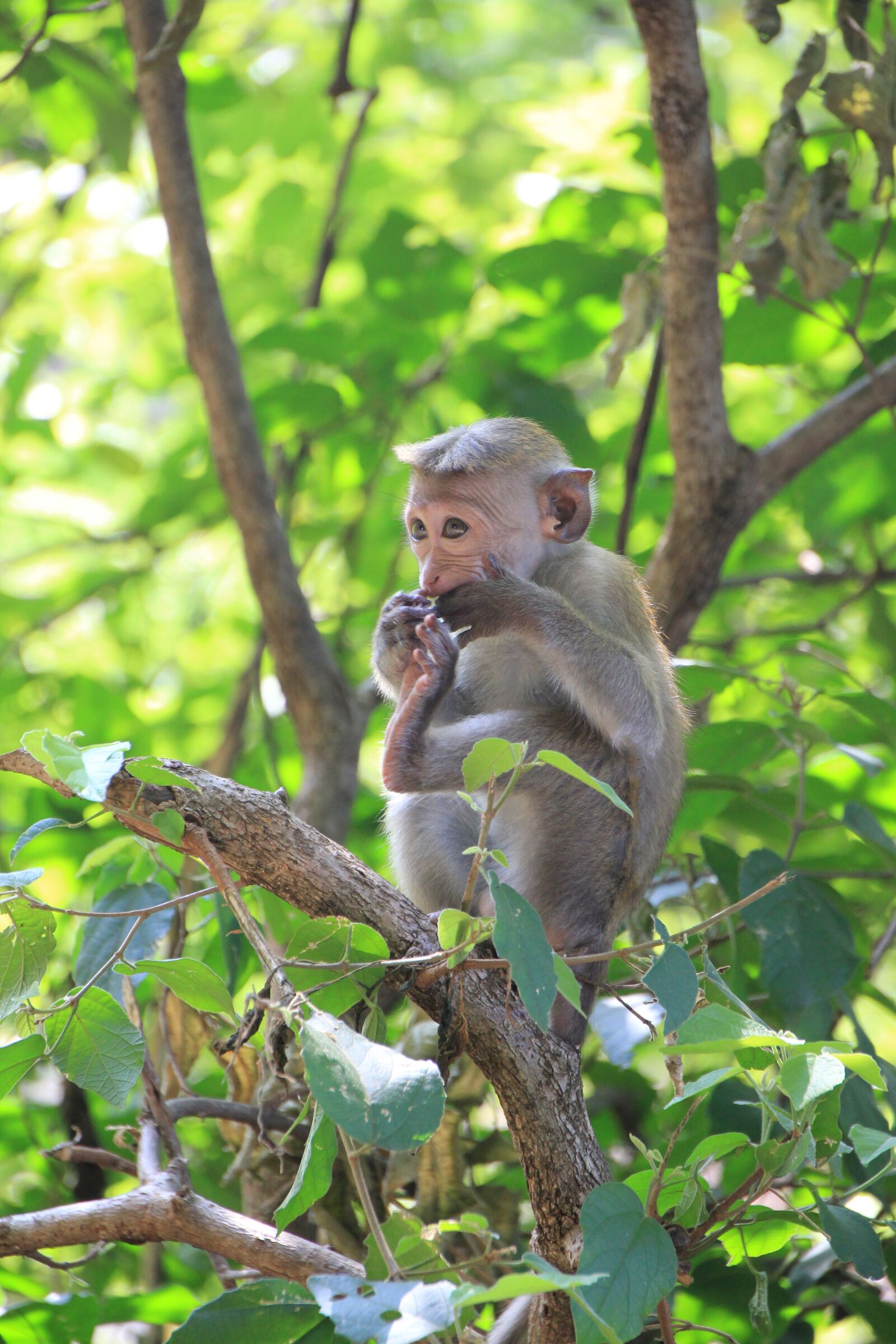 Canon EOS 550D (EOS Rebel T2i / EOS Kiss X4) sample photo. Monkey, makake, cute photography