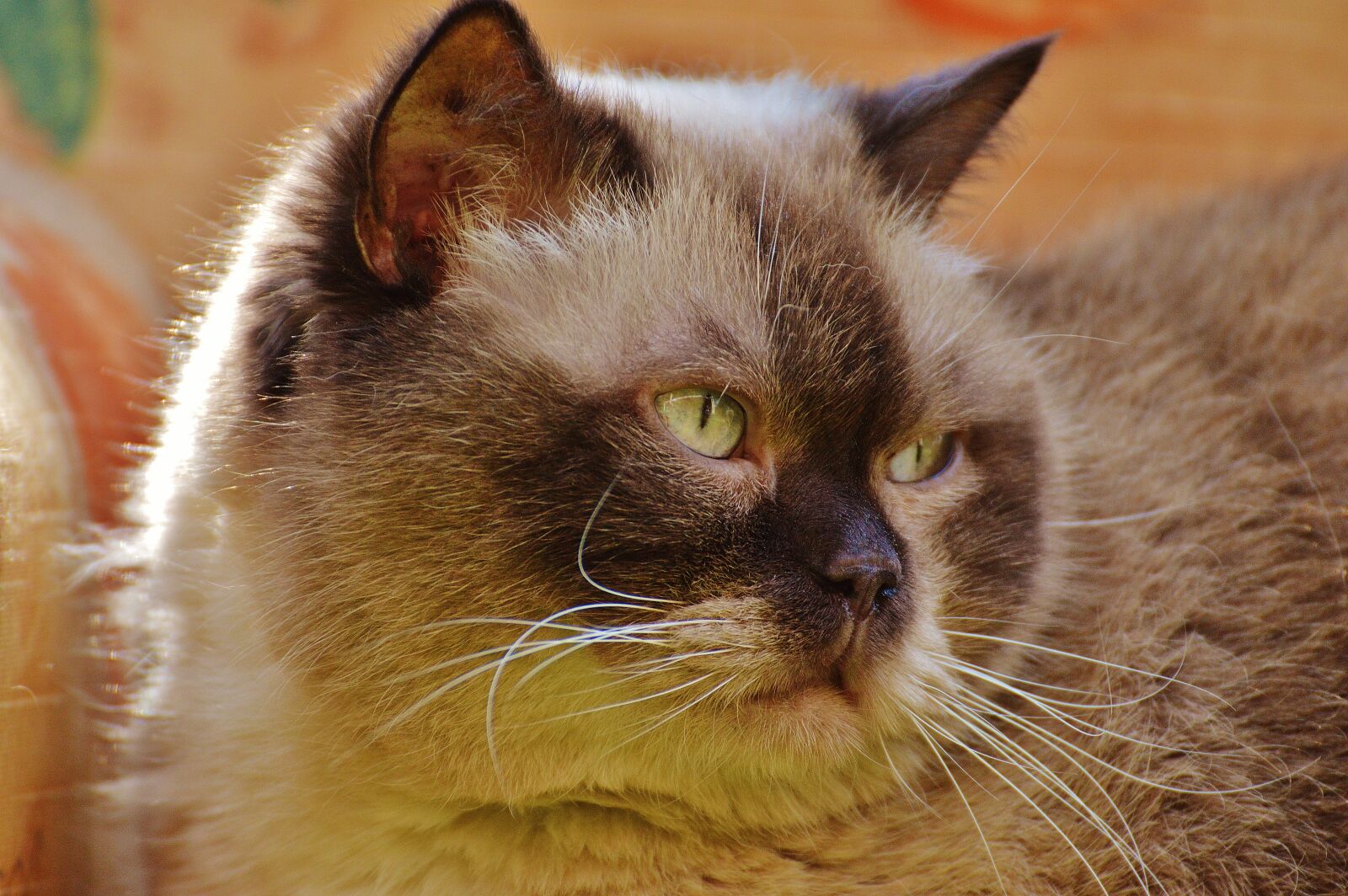 Nikon D3200 sample photo. Sofa, couch, cat photography
