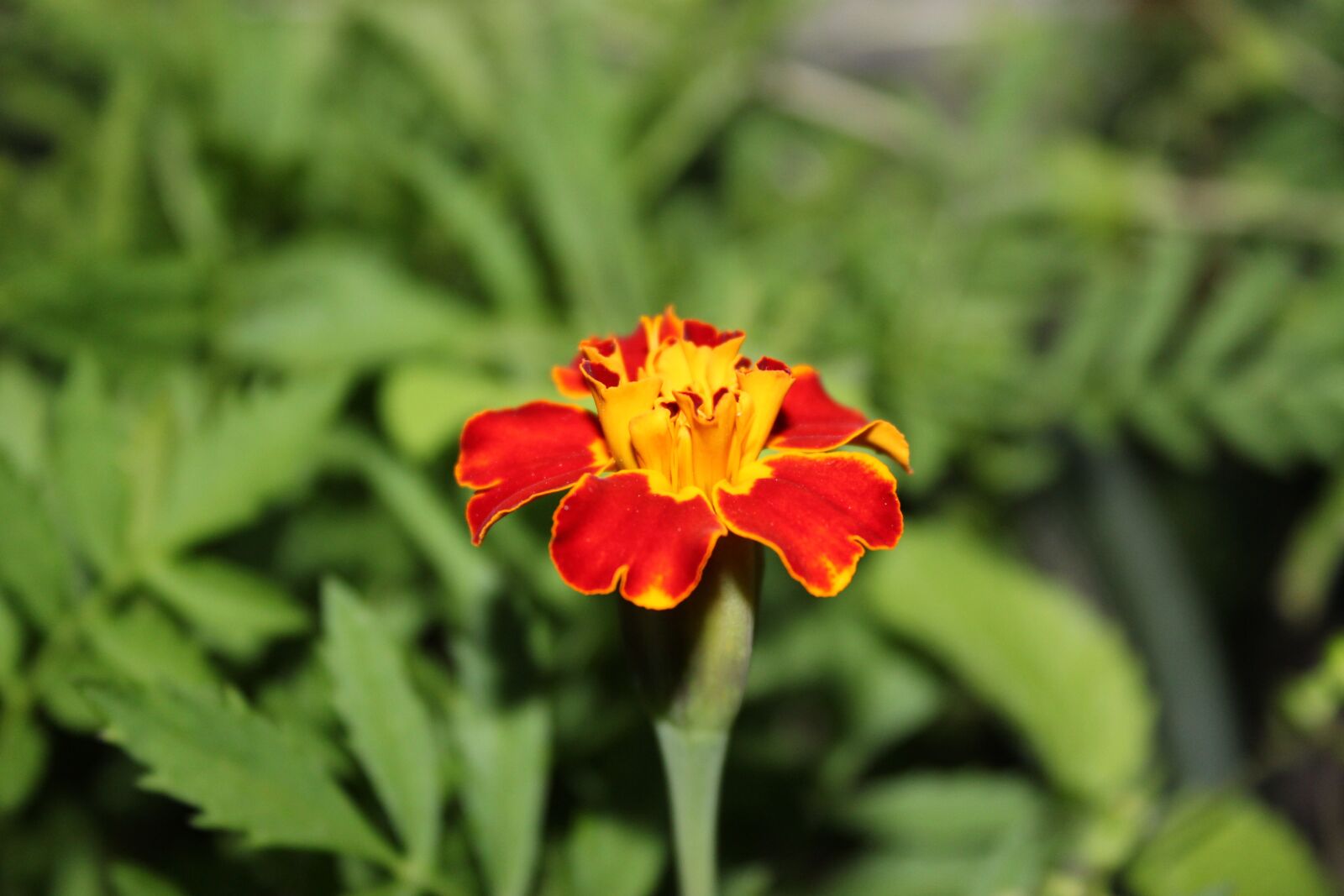 Canon EOS 1300D (EOS Rebel T6 / EOS Kiss X80) sample photo. Flower, bud, blossom photography