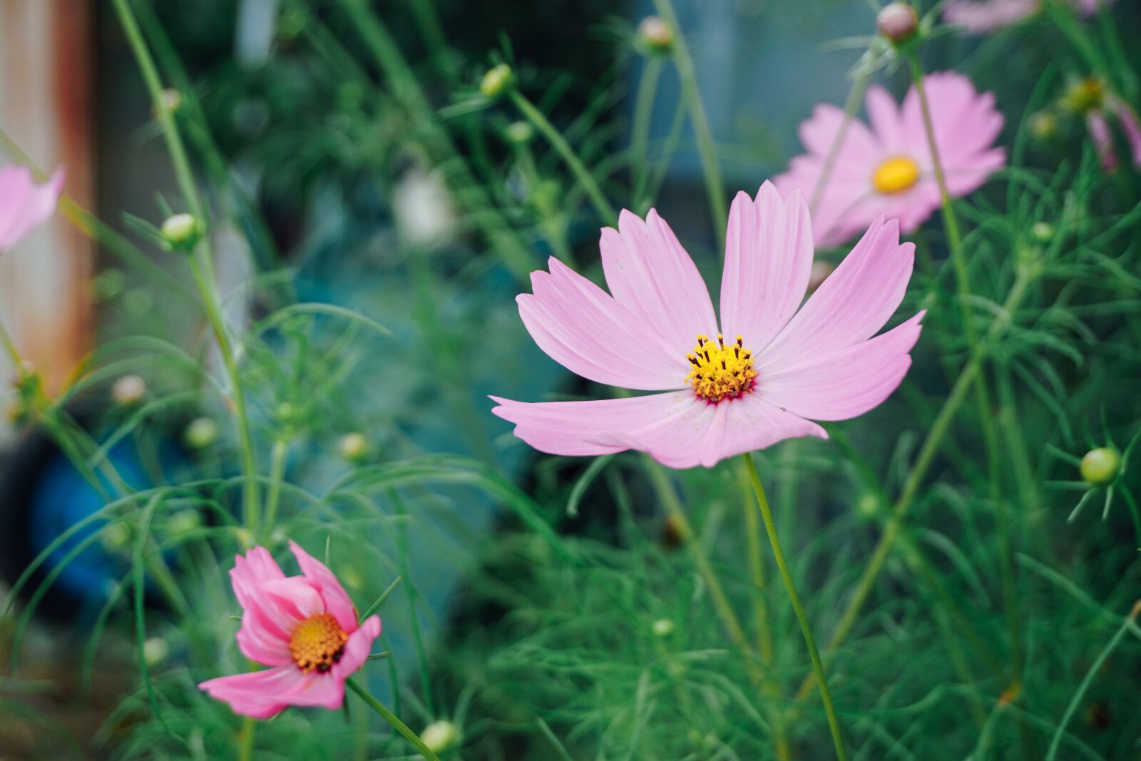 Sony a6000 sample photo. Cosmos, flower blooming, garden photography