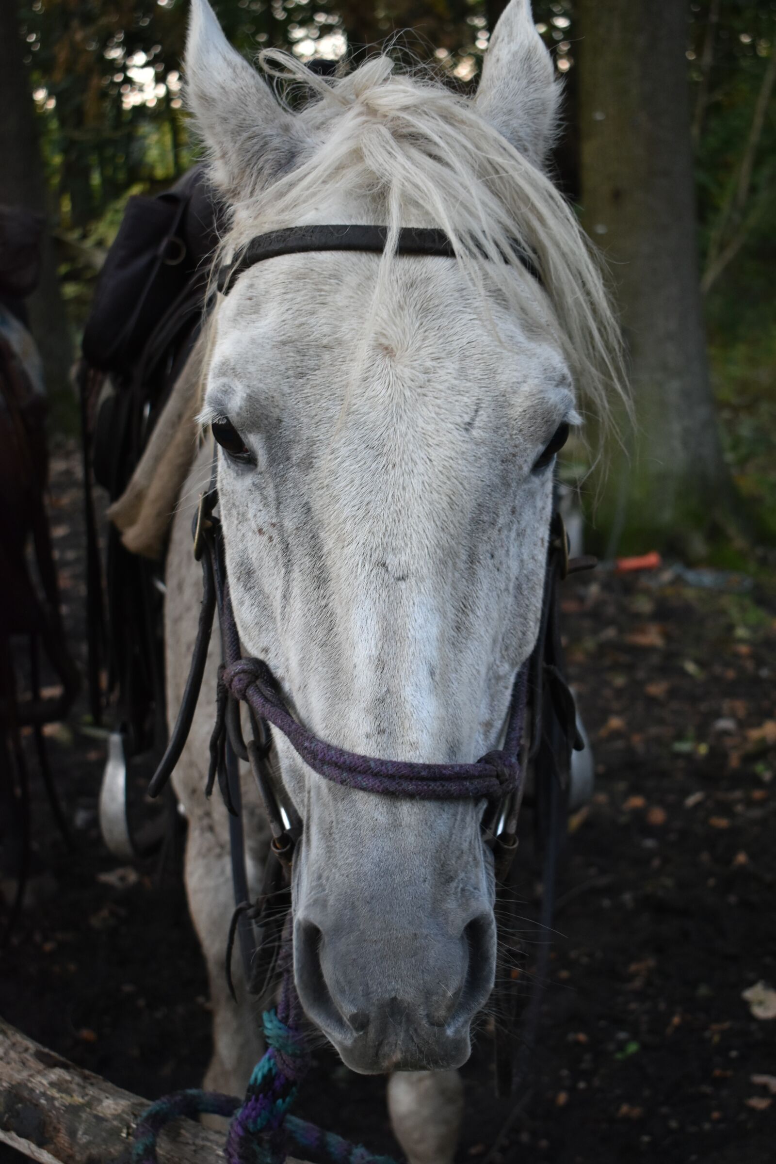 Nikon D3500 sample photo. Head, horse, horses photography