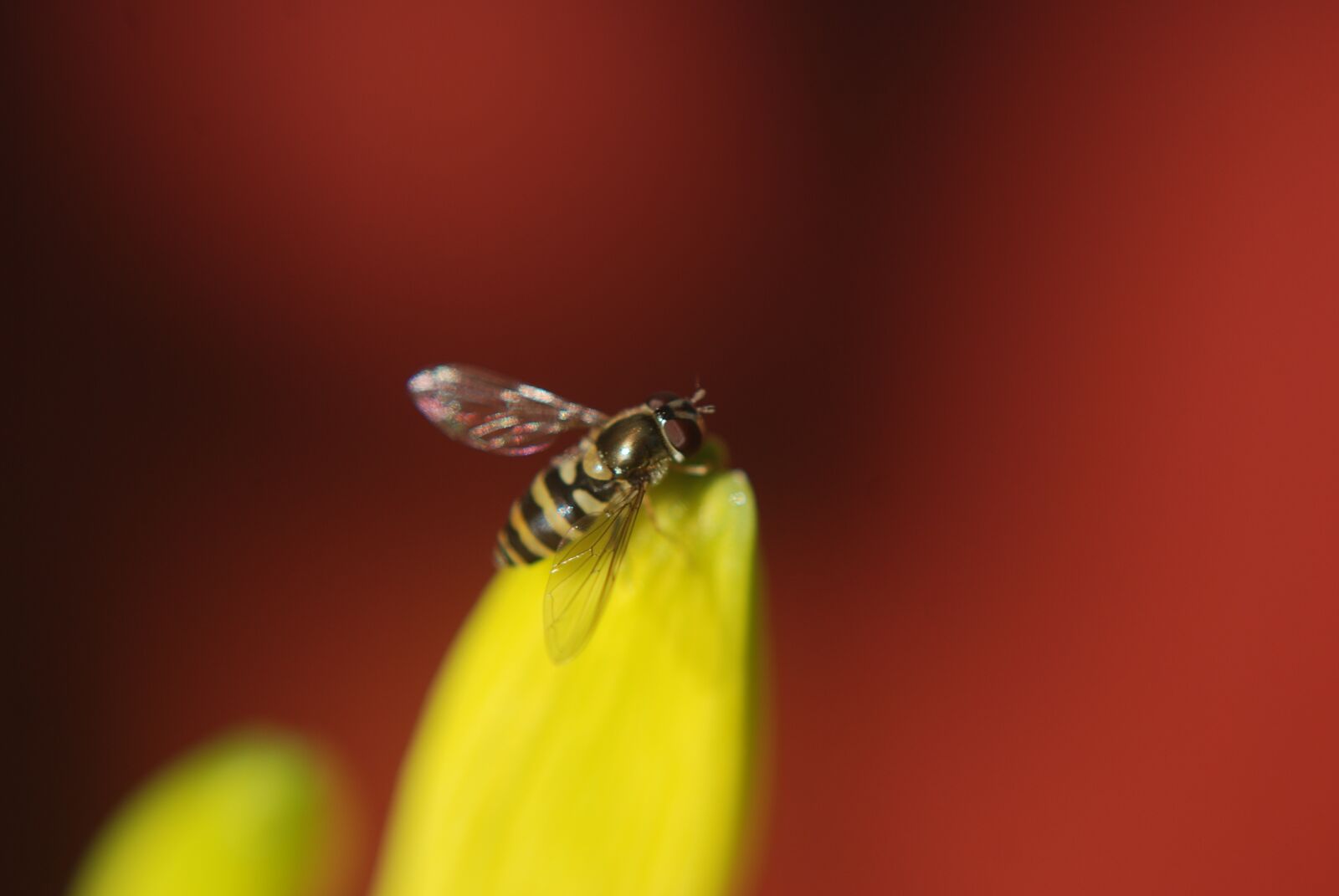 Nikon D80 sample photo. Fly, insect, striped photography