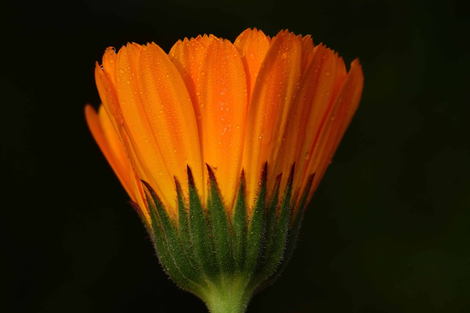 Nikon D3300 sample photo. Macro, flower, nature, petal photography