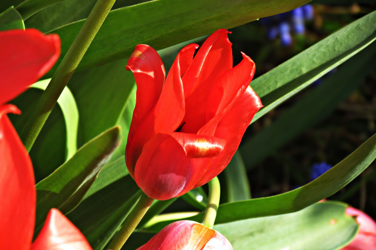 Canon PowerShot SX30 IS sample photo. Tulip, flower, plant photography
