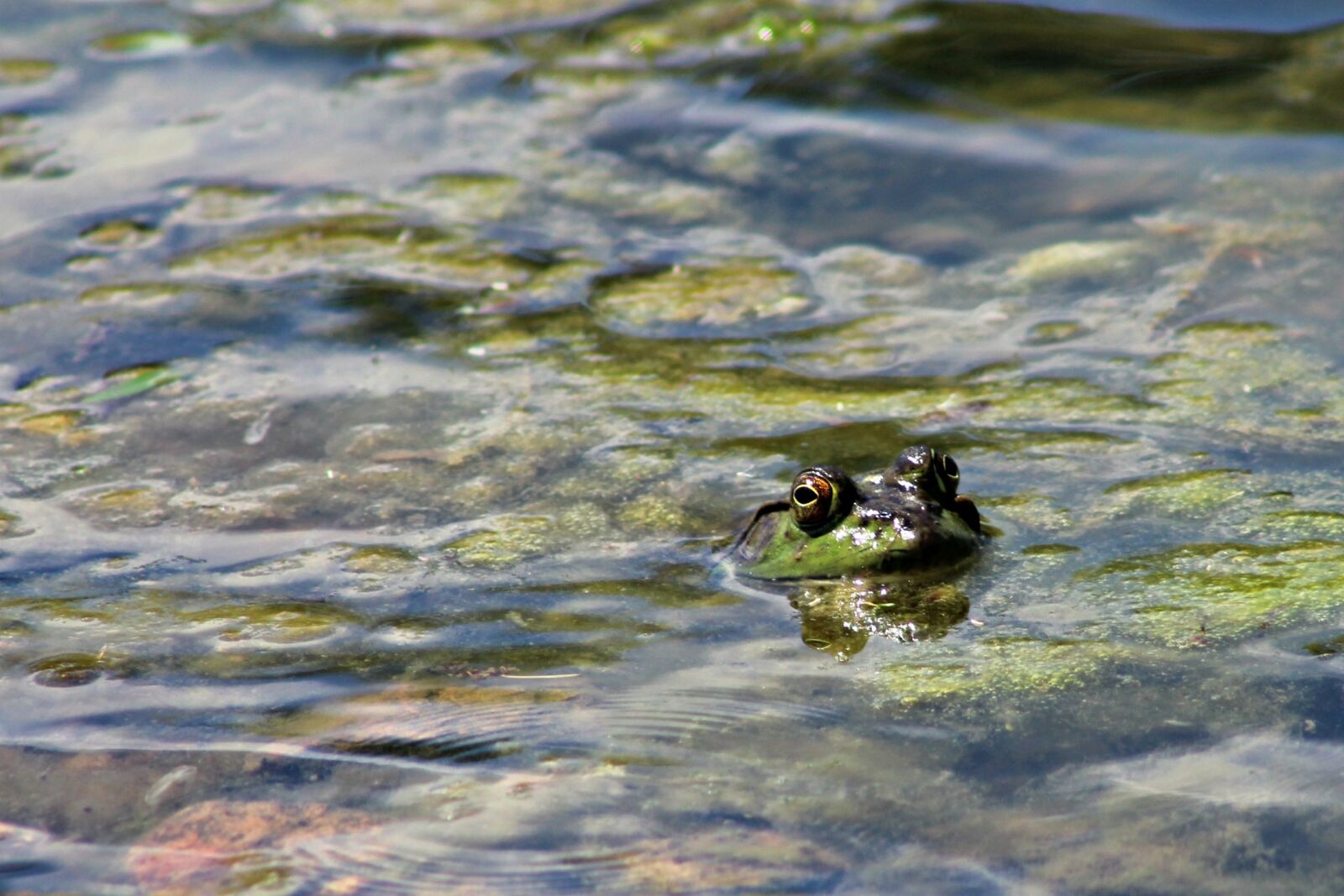 Canon EF 75-300mm f/4-5.6 sample photo. Frog, pond, water photography